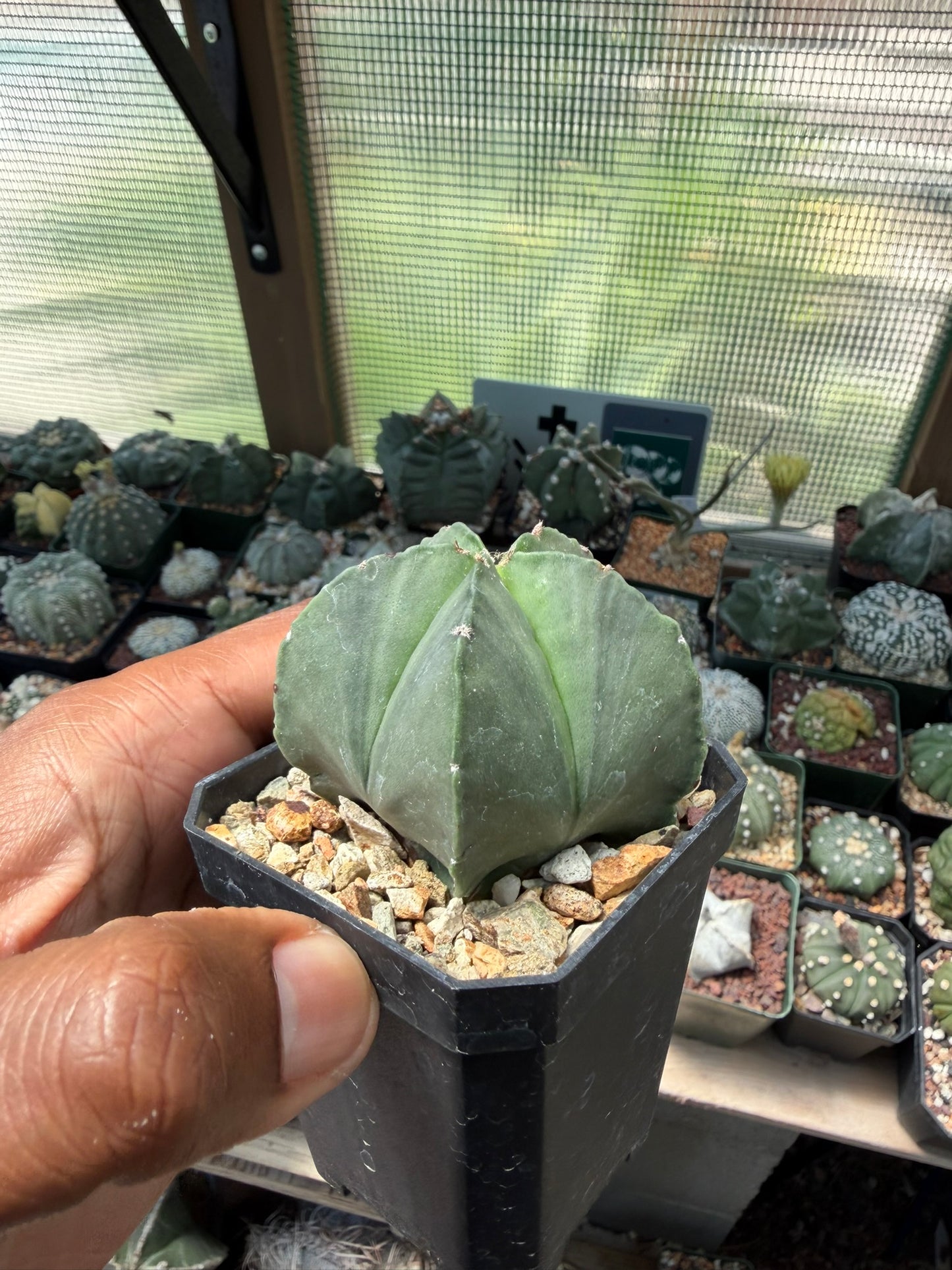 Astrophytum myriostigma nudum