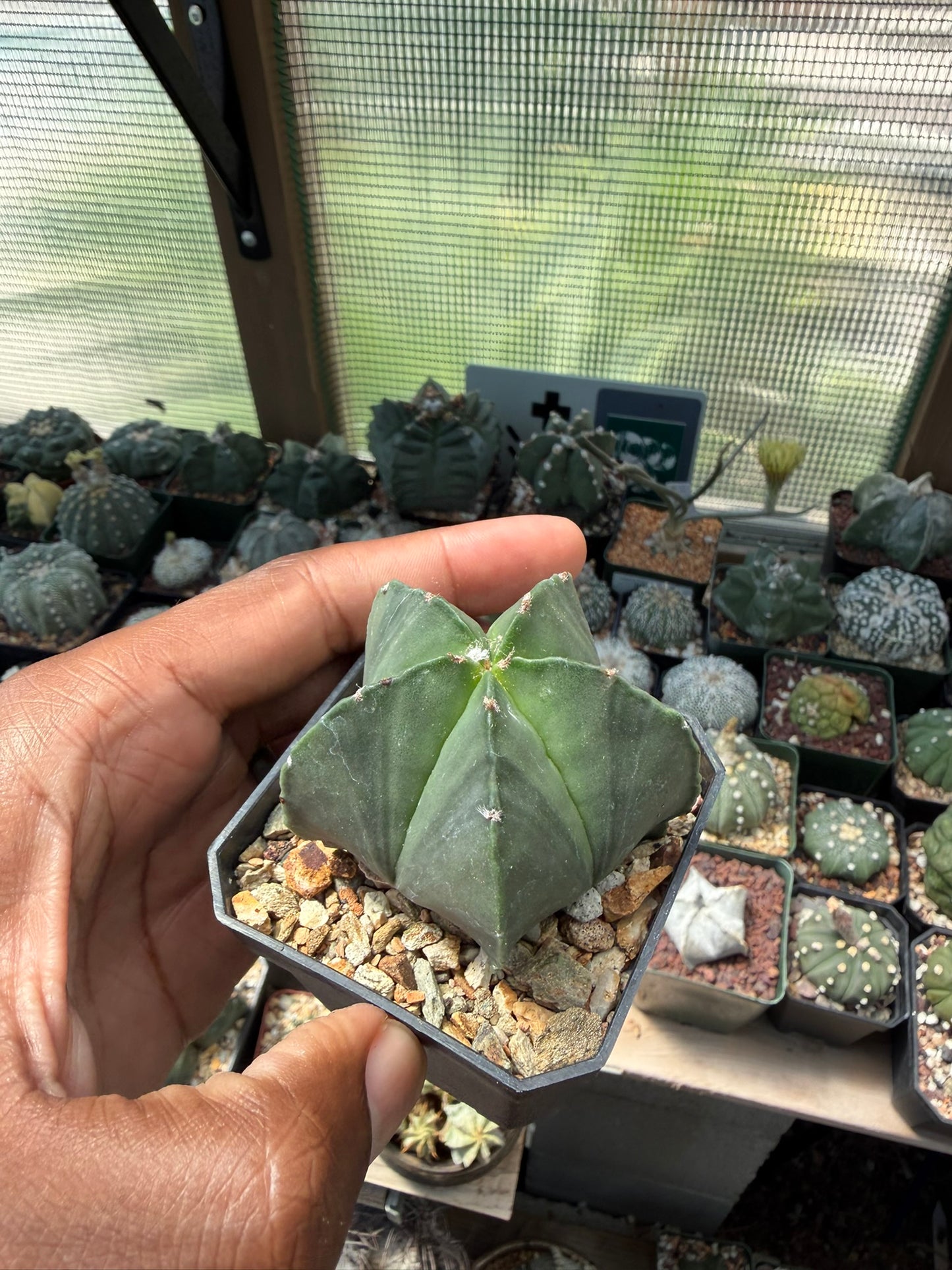 Astrophytum myriostigma nudum