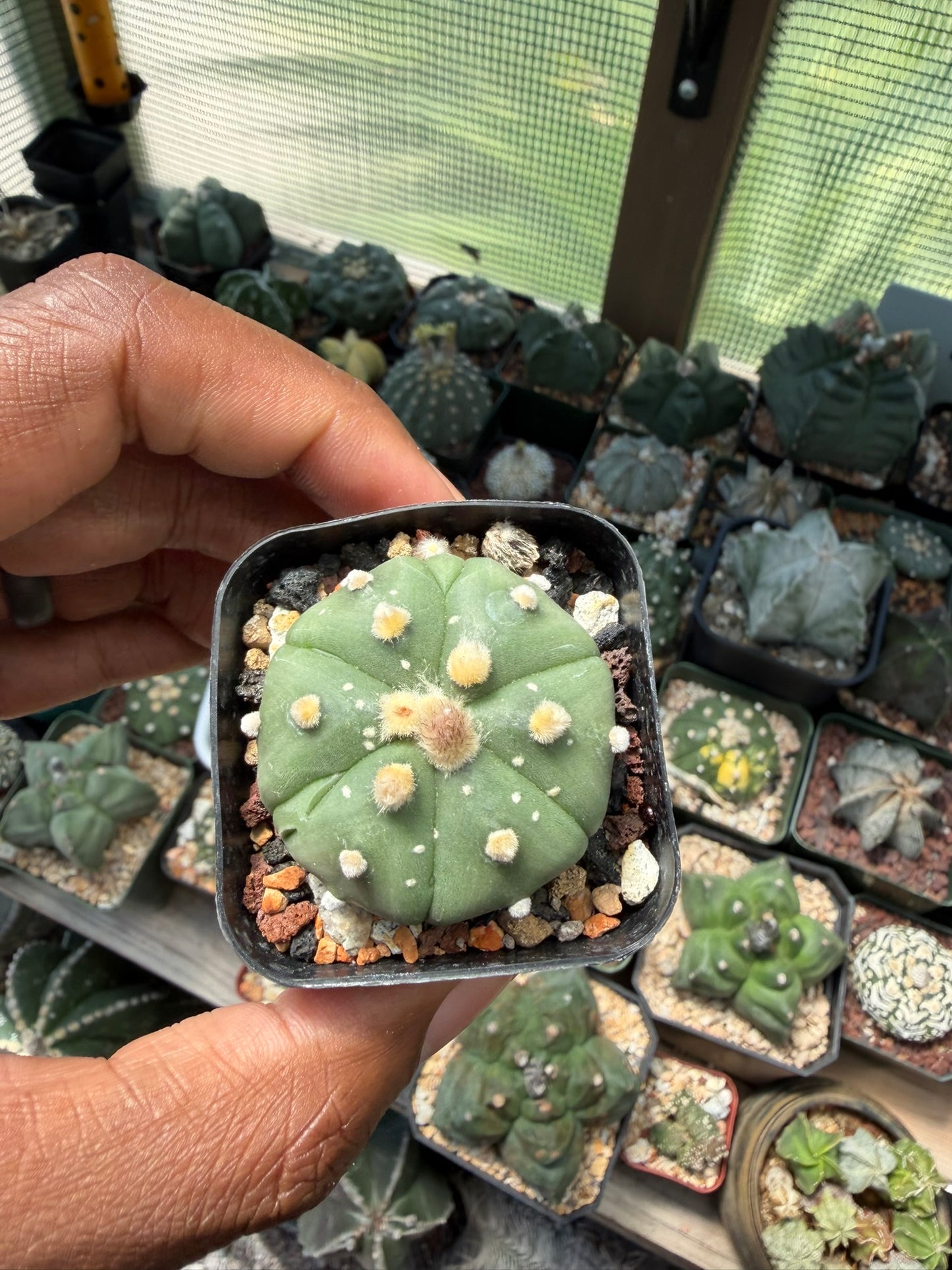 Astrophytum asterias