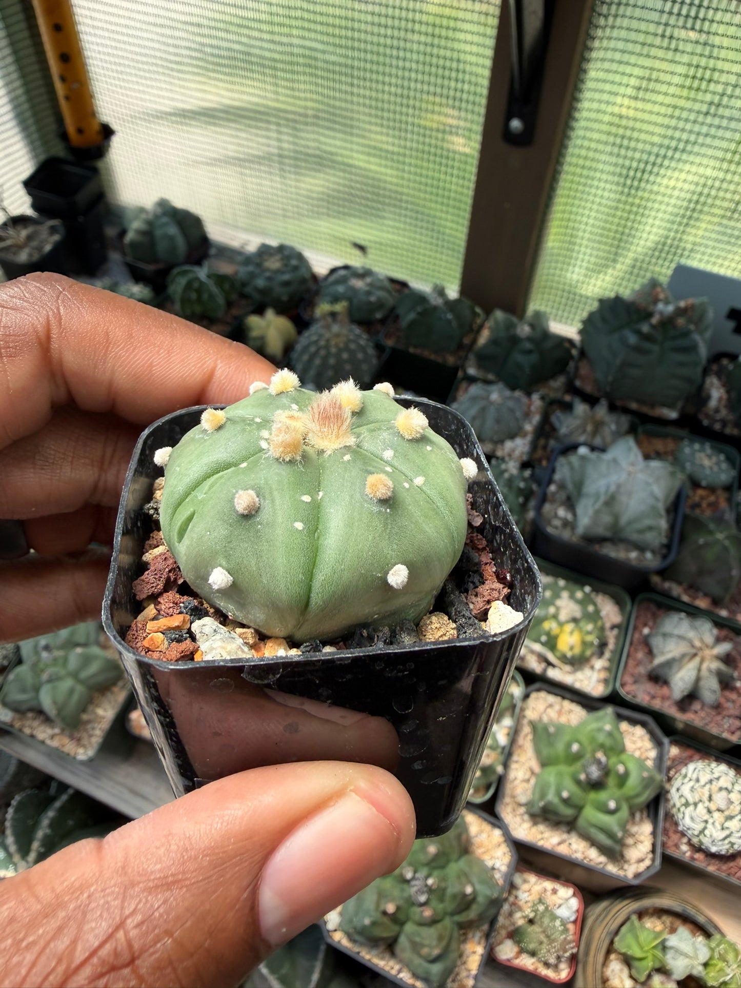 Astrophytum asterias