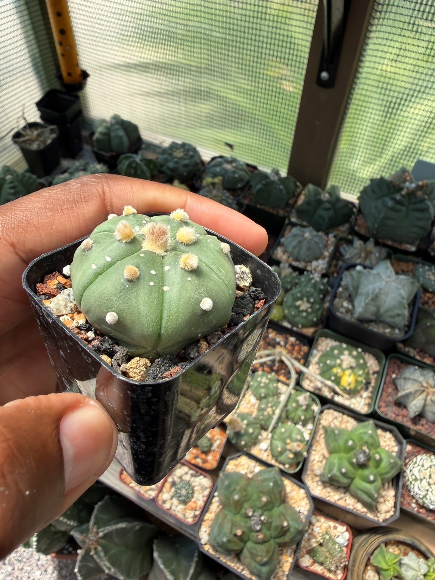 Astrophytum asterias