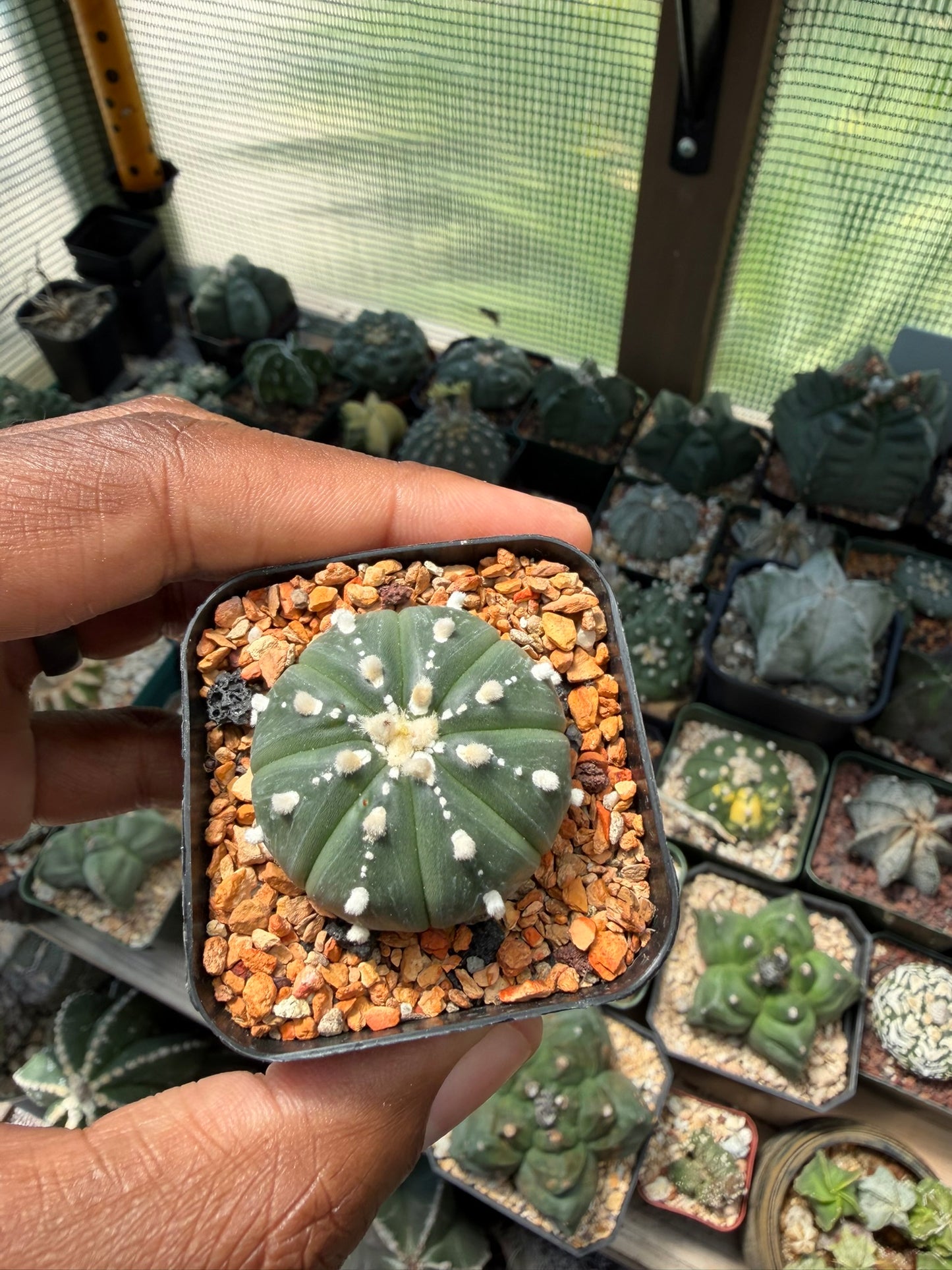 Astrophytum asterias