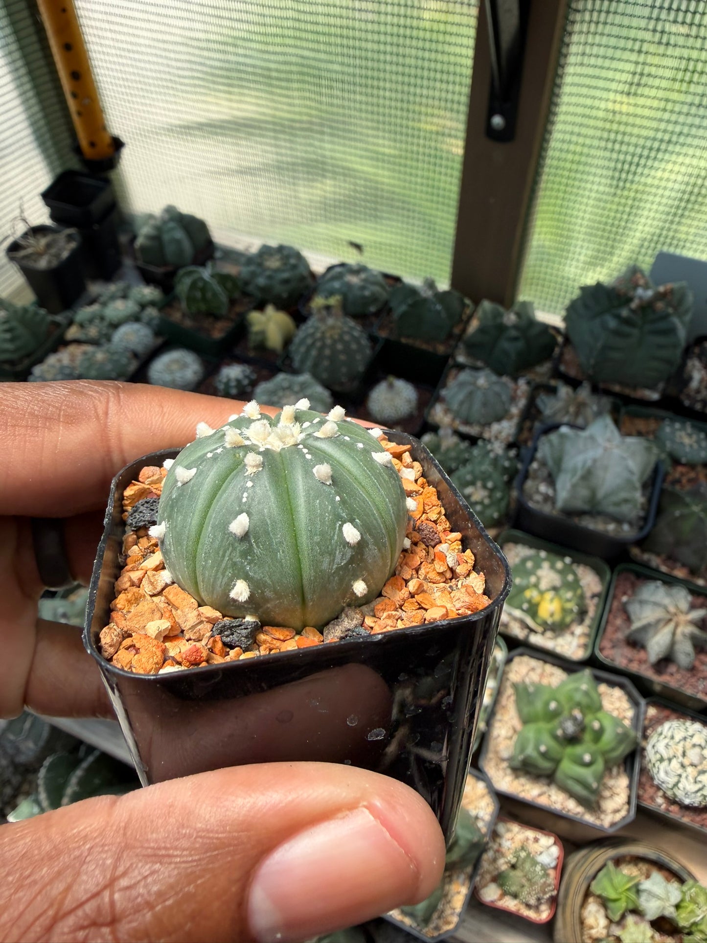 Astrophytum asterias