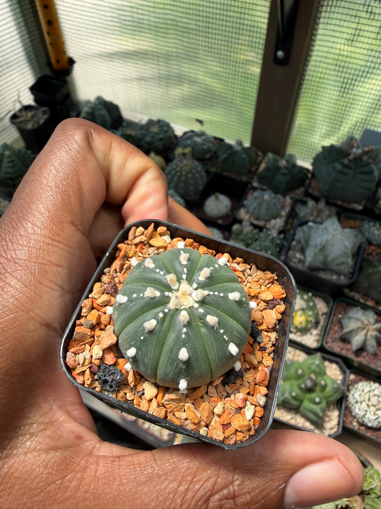 Astrophytum asterias