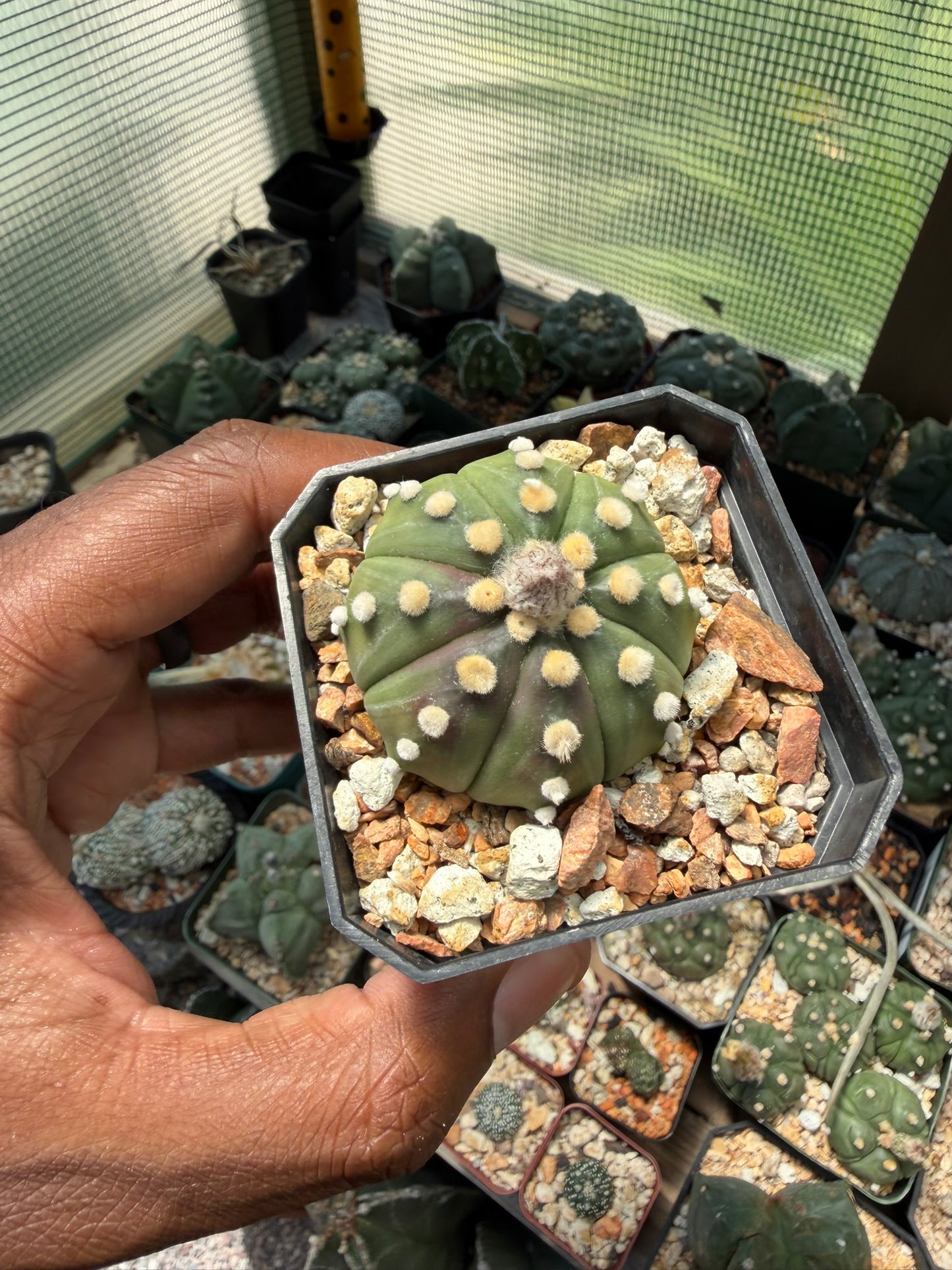 Astrophytum asterias