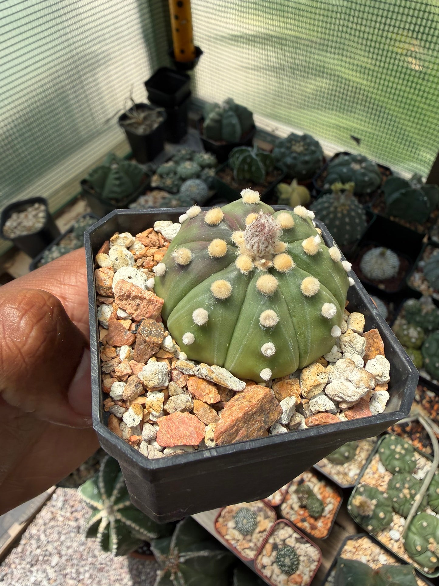 Astrophytum asterias