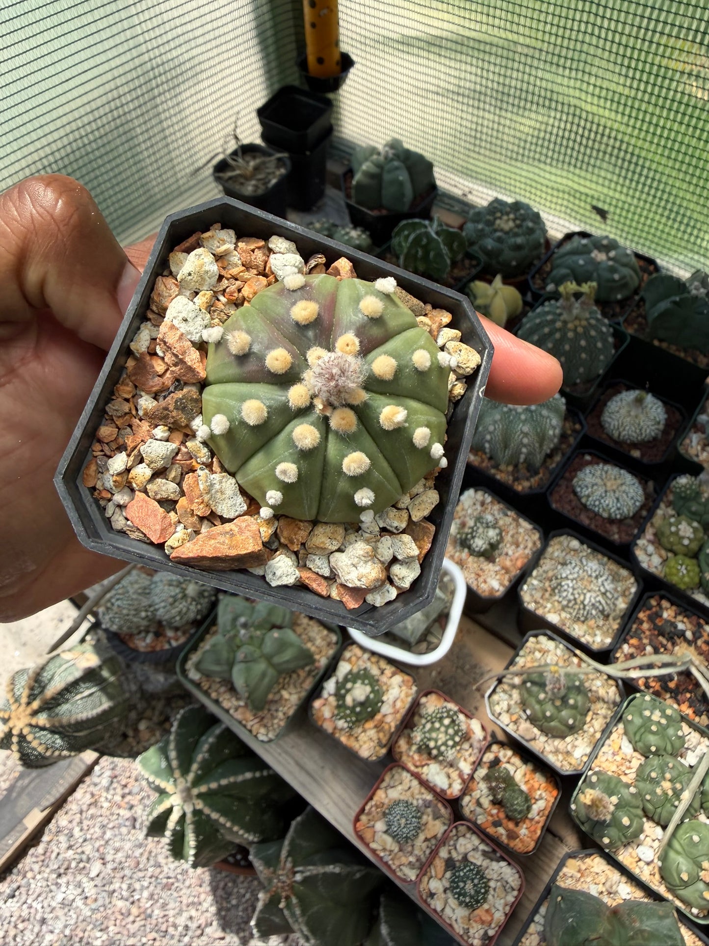 Astrophytum asterias