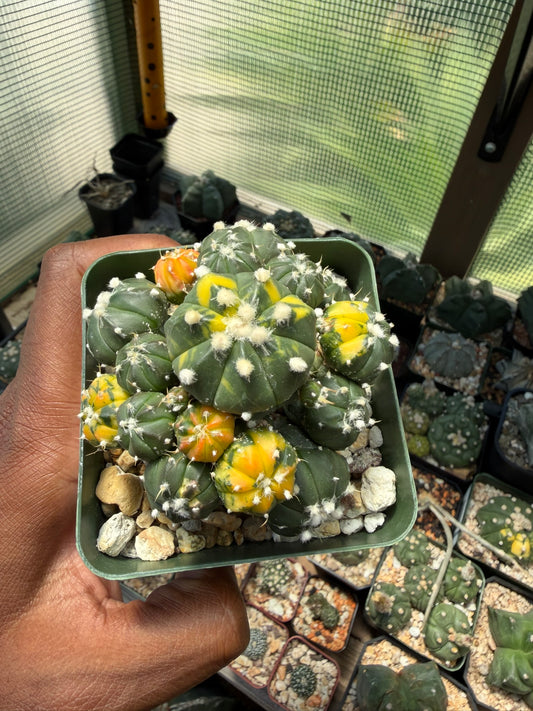 Astrophytum asterias Variegated Bundle (Grafted)