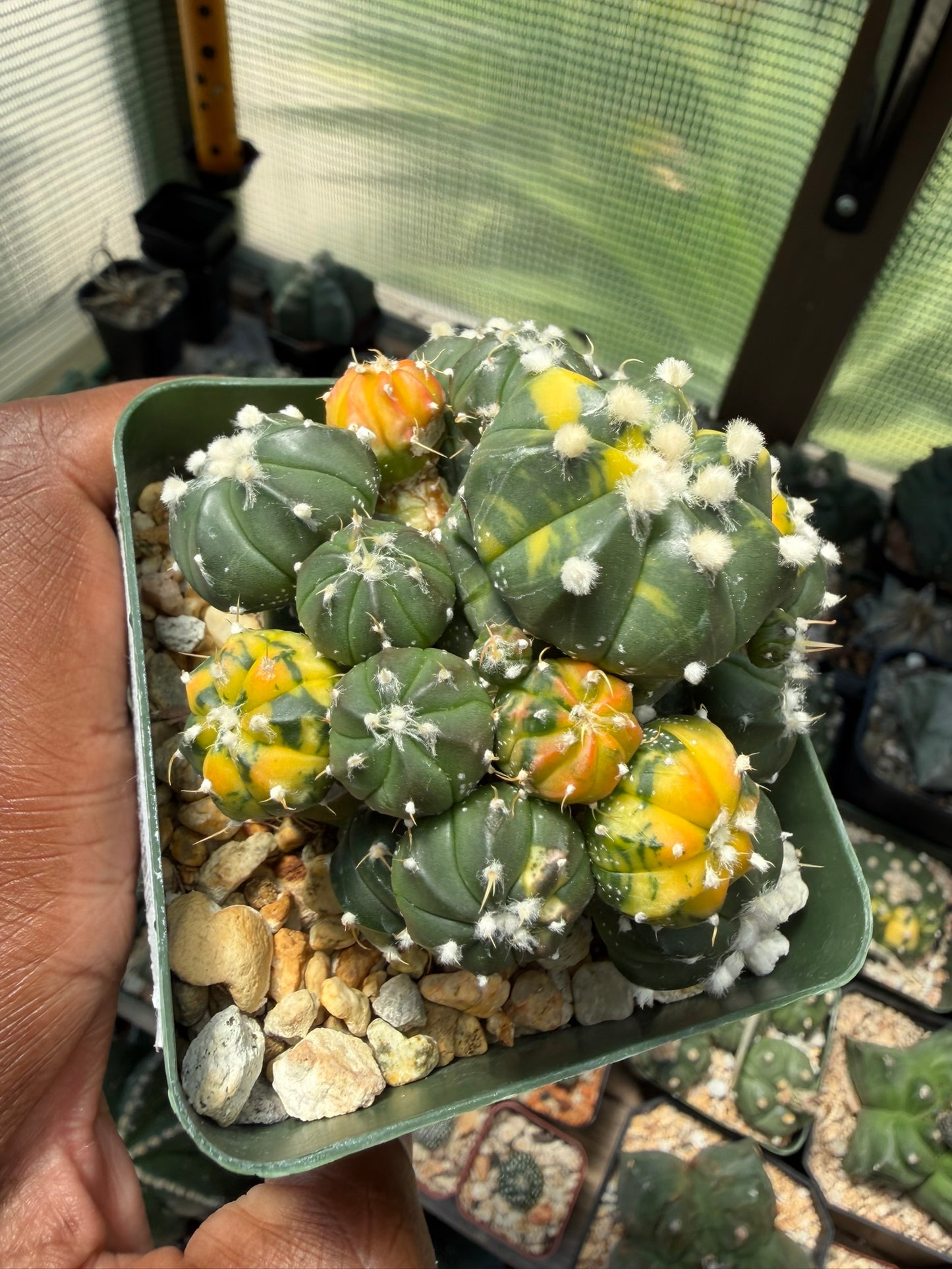 Astrophytum asterias Variegated Bundle (Grafted)