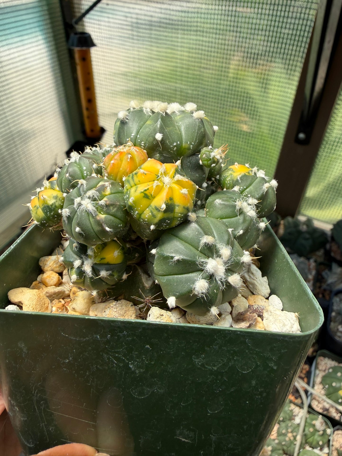 Astrophytum asterias Variegated Bundle (Grafted)
