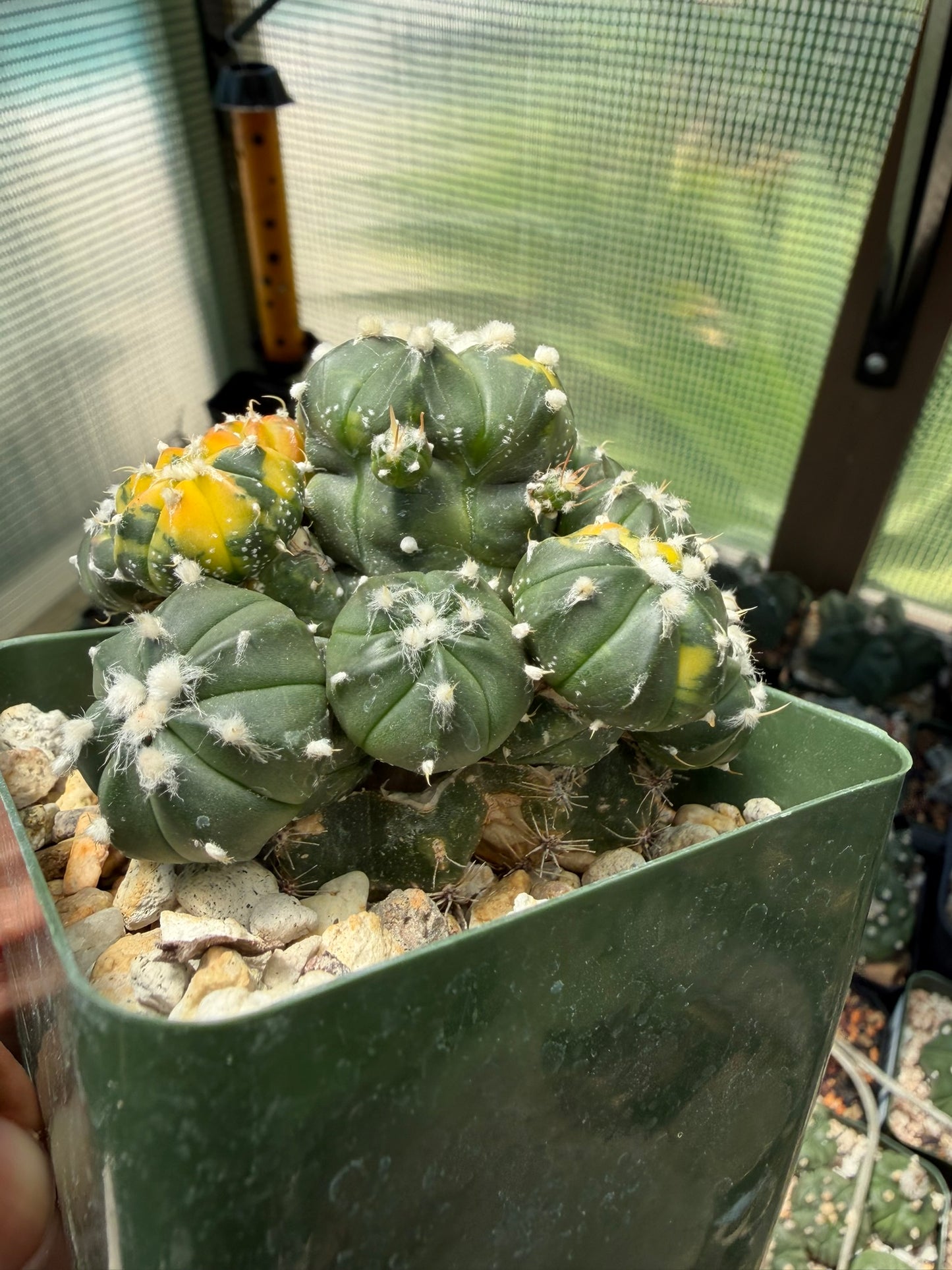 Astrophytum asterias Variegated Bundle (Grafted)