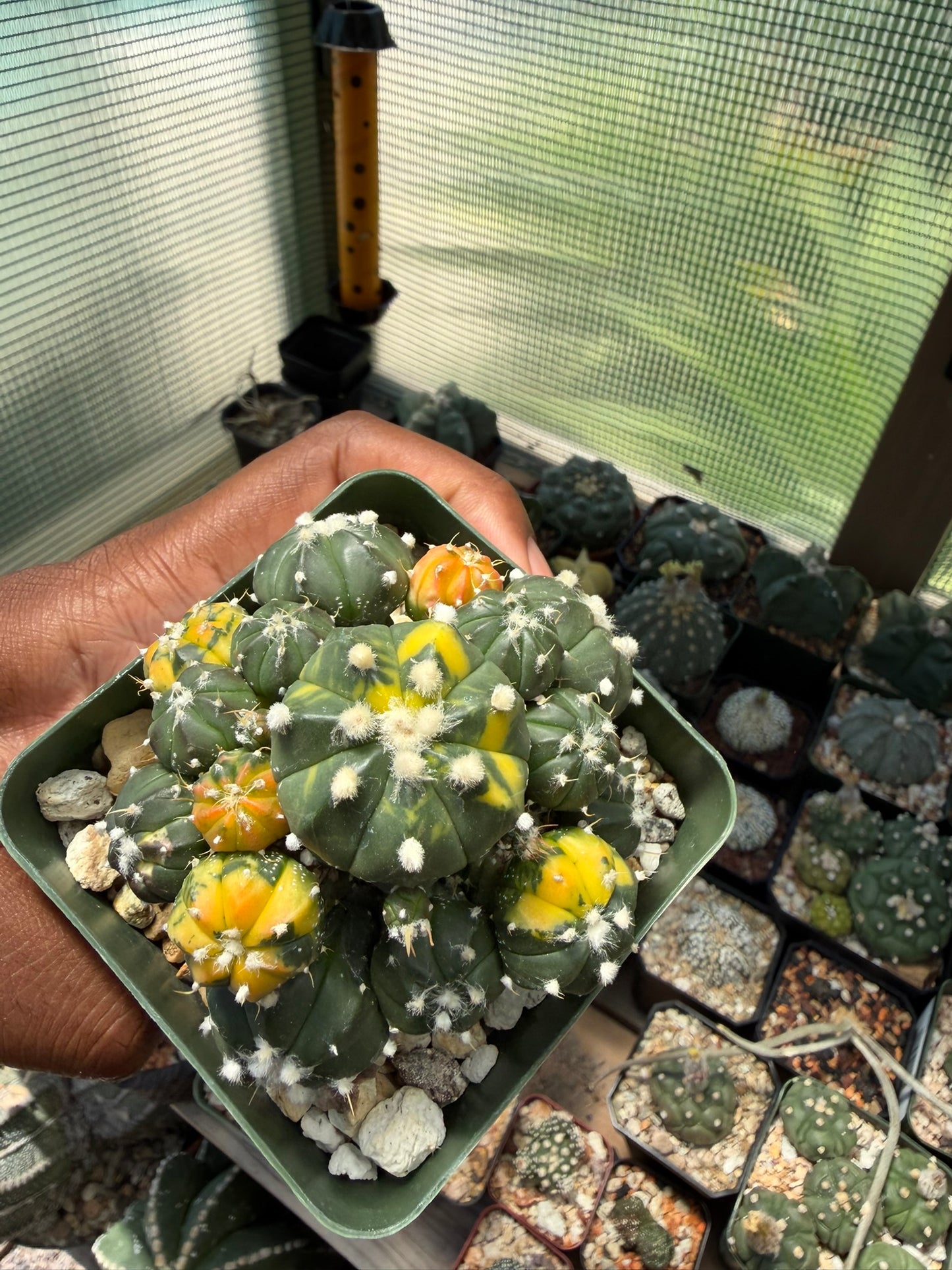 Astrophytum asterias Variegated Bundle (Grafted)