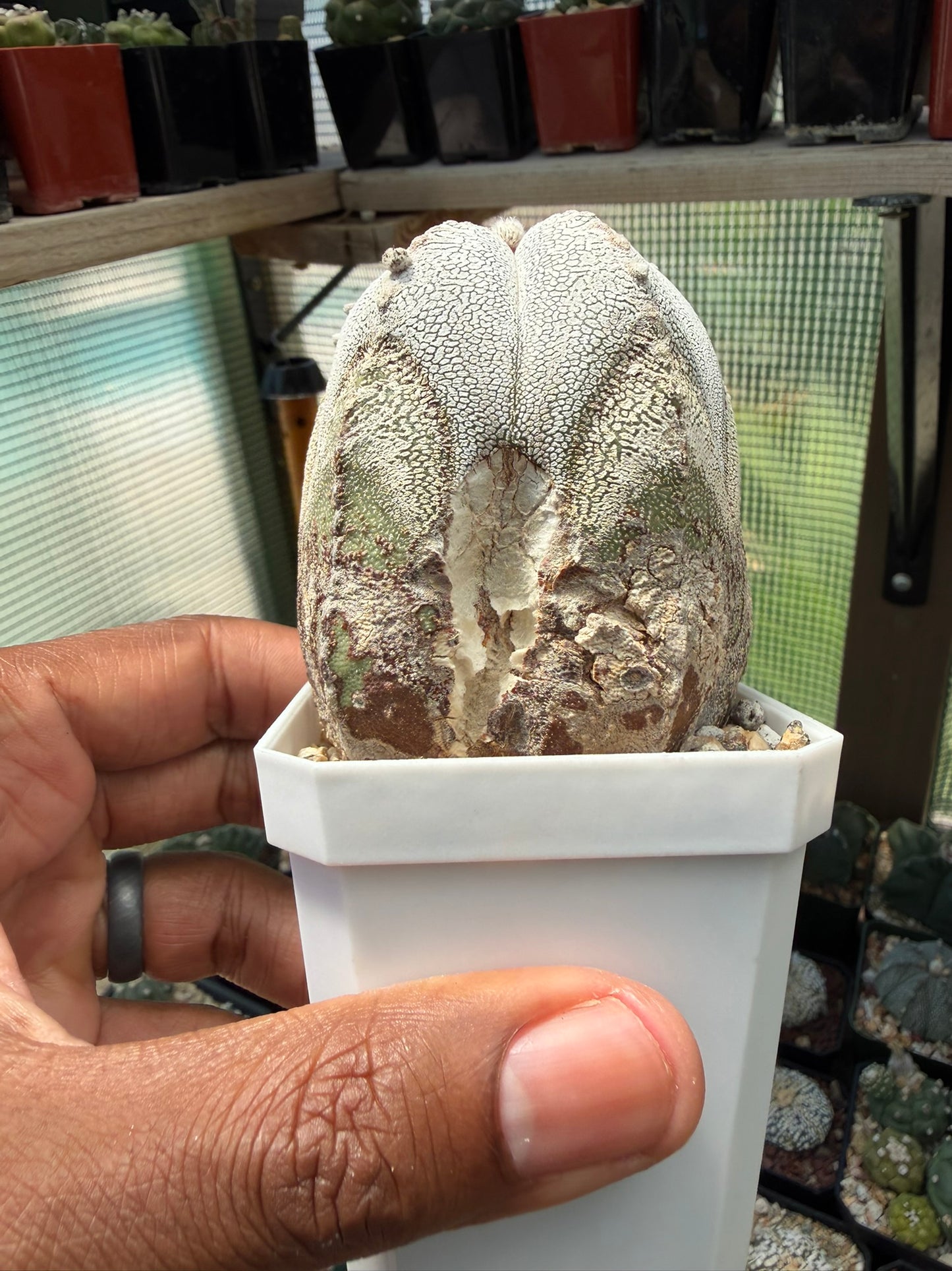 Astrophytum myriostigma Onzuka