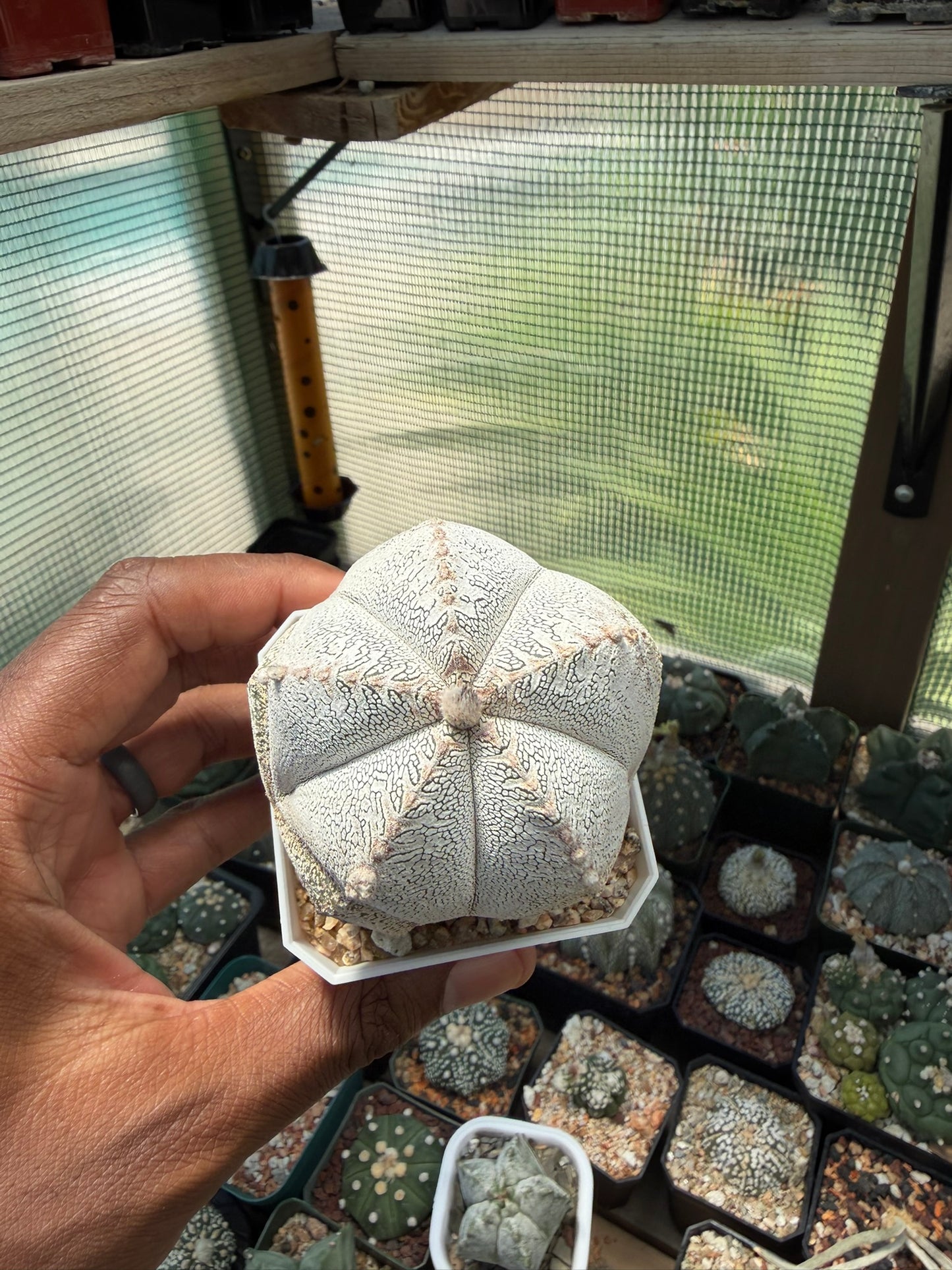 Astrophytum myriostigma Onzuka