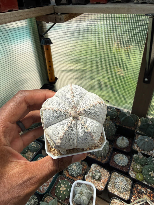 Astrophytum myriostigma Onzuka