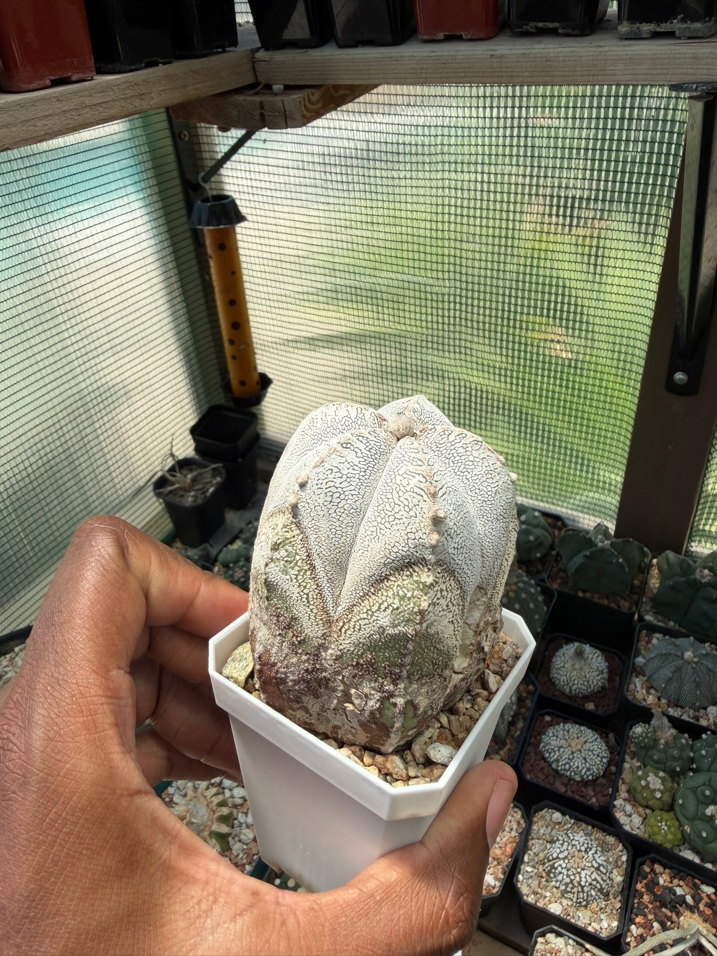 Astrophytum myriostigma Onzuka