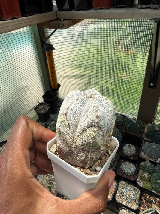 Astrophytum myriostigma Onzuka