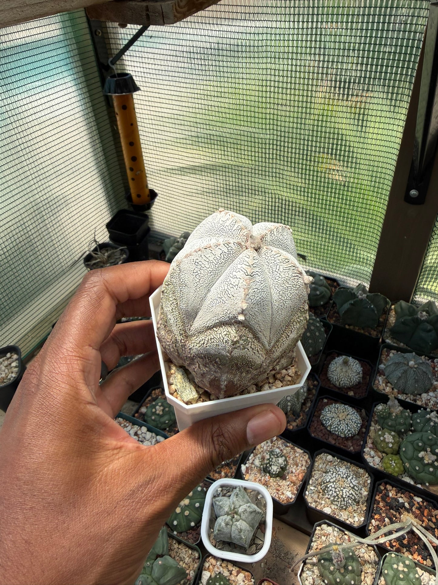 Astrophytum myriostigma Onzuka