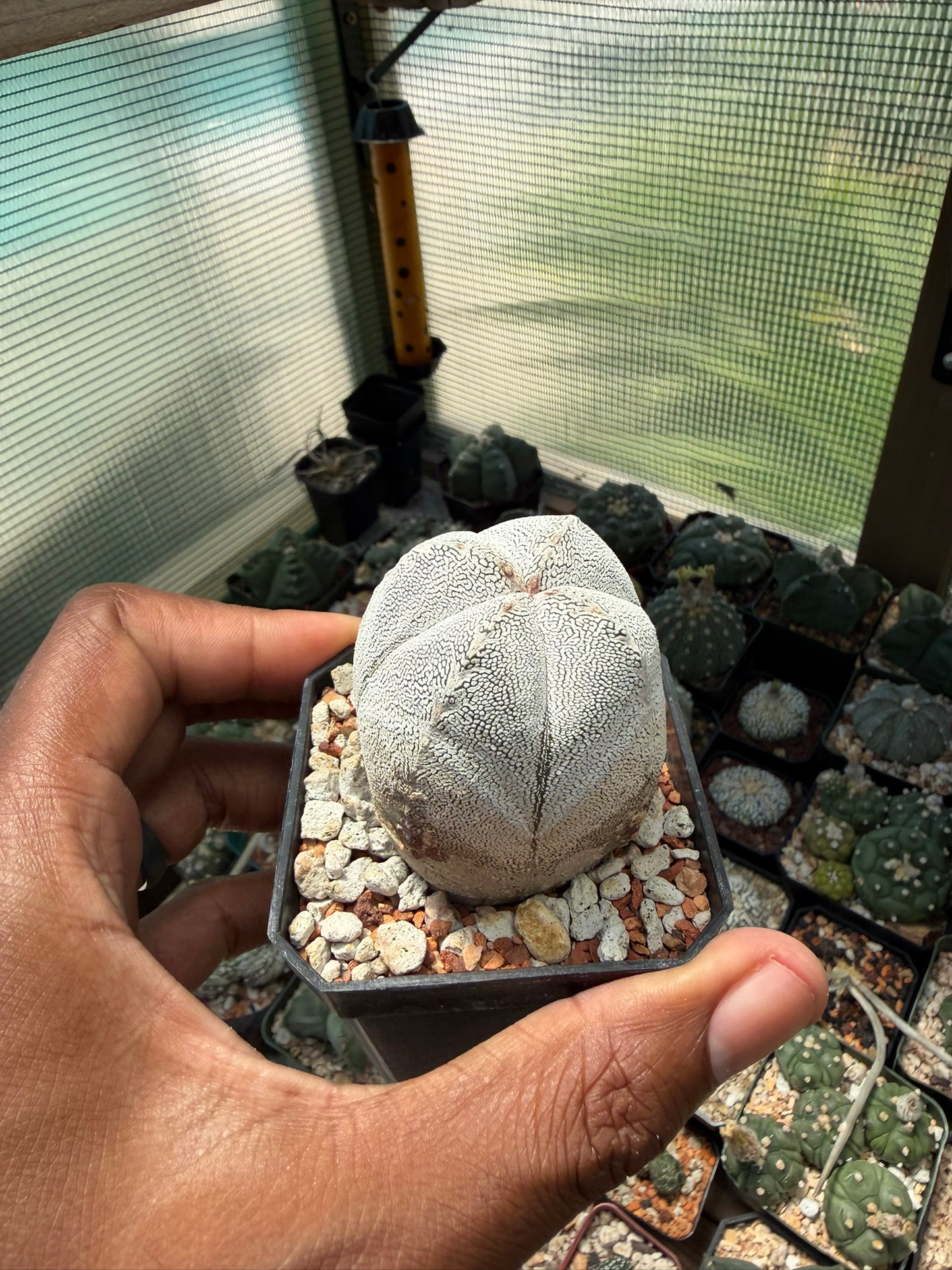 Astrophytum myriostigma Onzuka