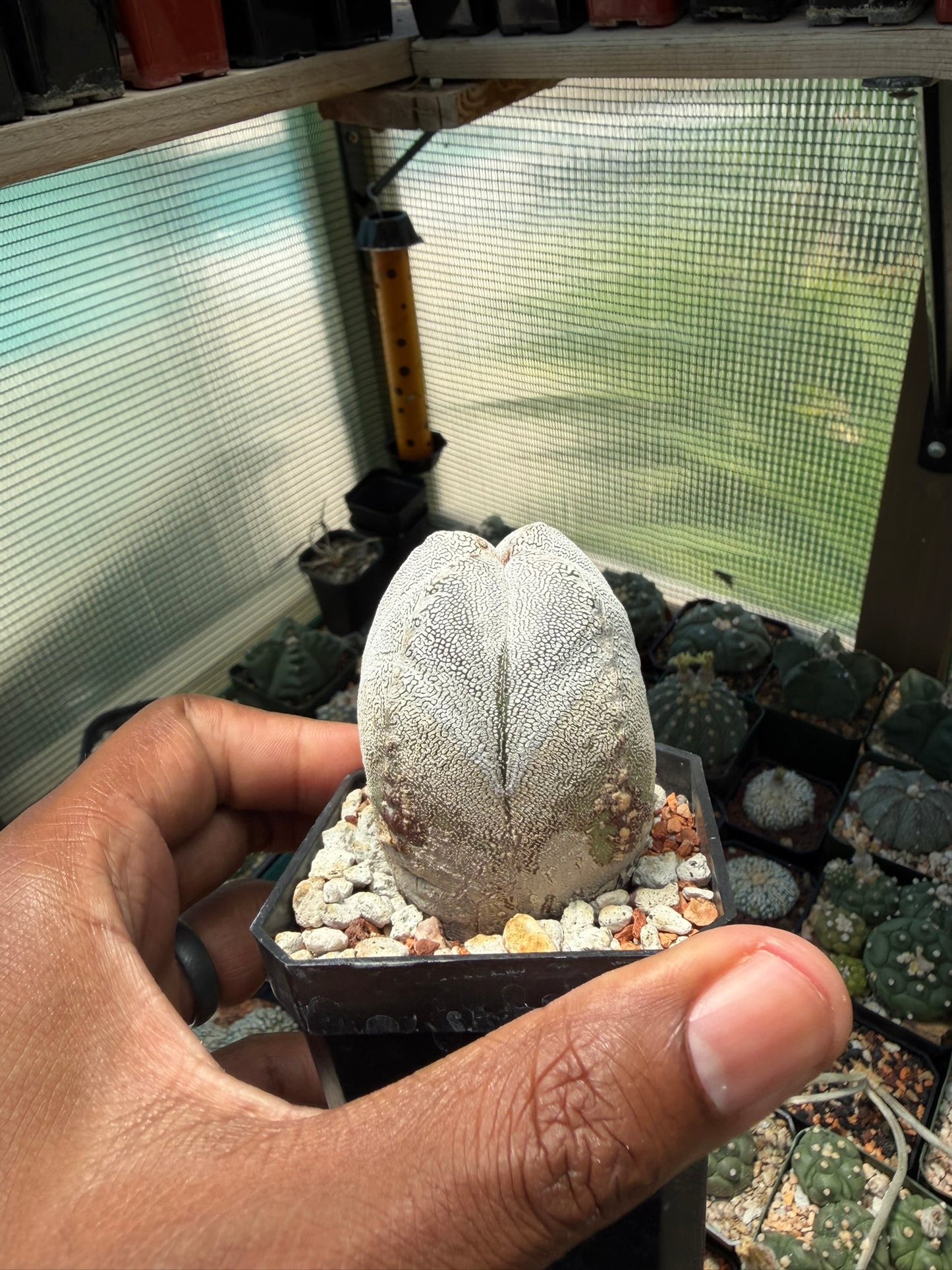 Astrophytum myriostigma Onzuka