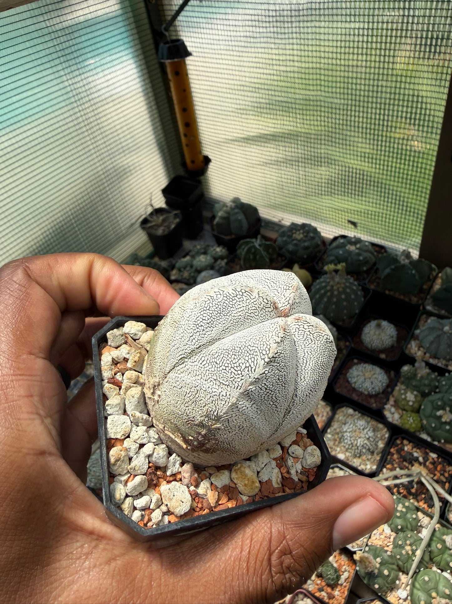 Astrophytum myriostigma Onzuka
