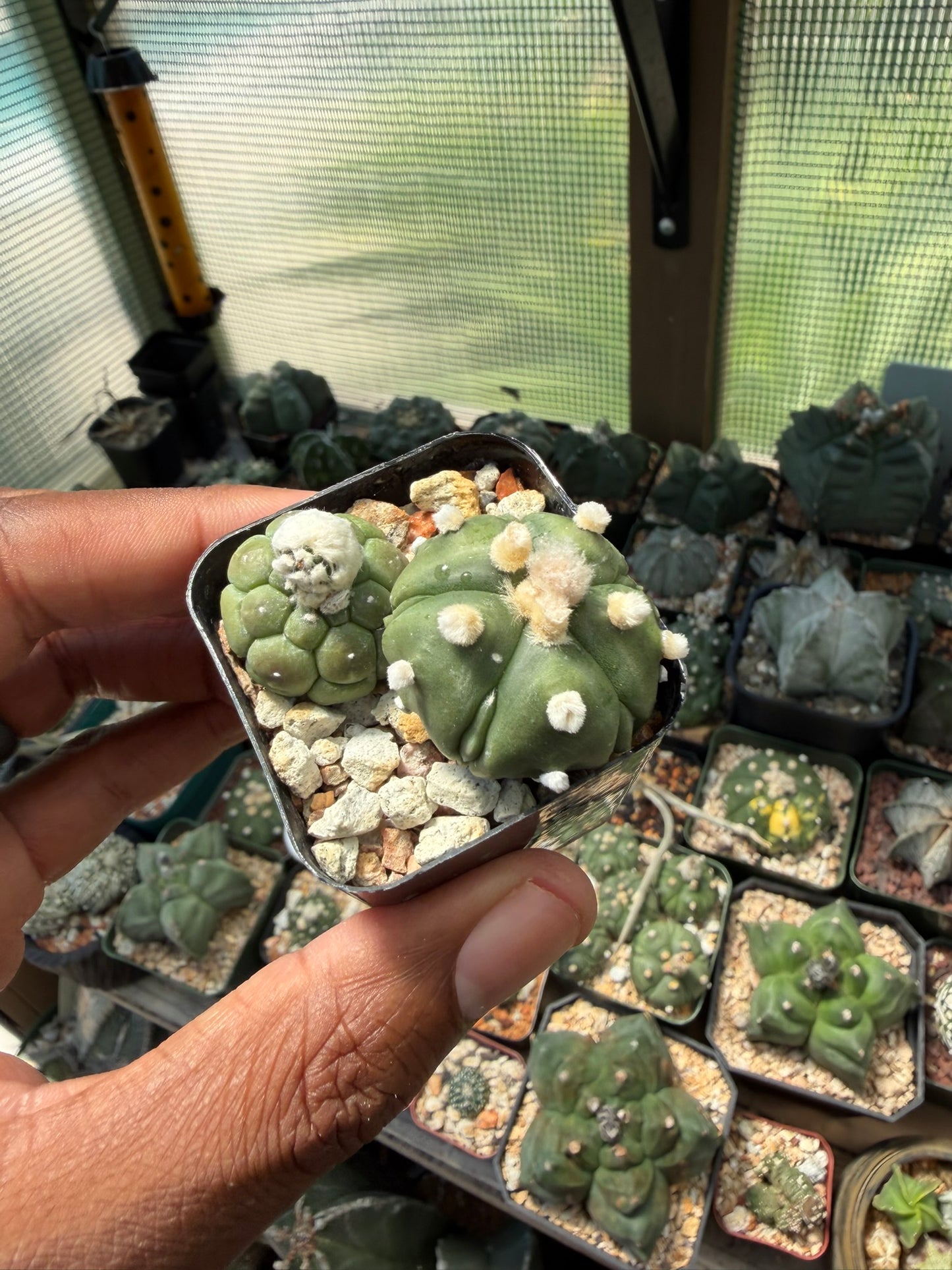 Astrophytum asterias Bundle
