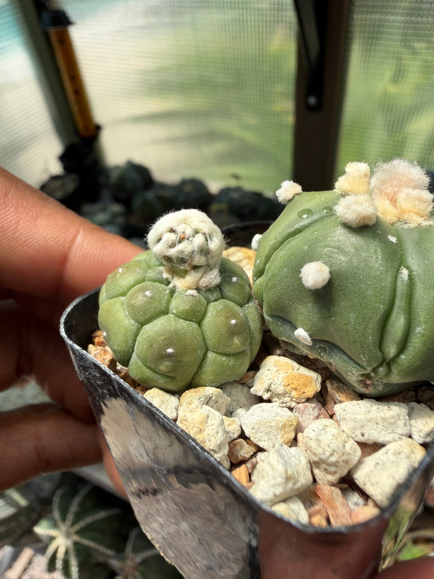 Astrophytum asterias Bundle
