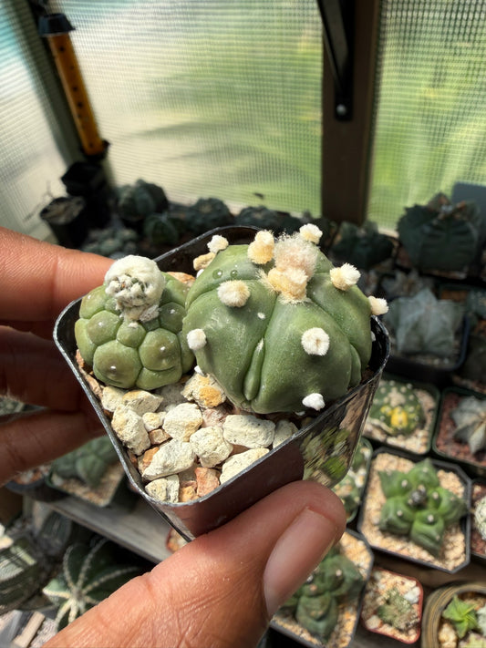 Astrophytum asterias Bundle