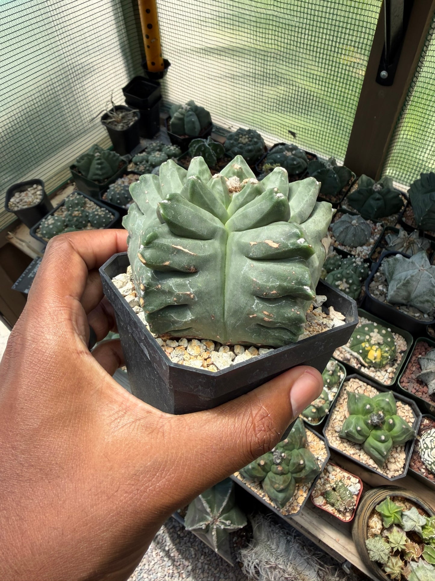 Astrophytum myriostigma Kikko