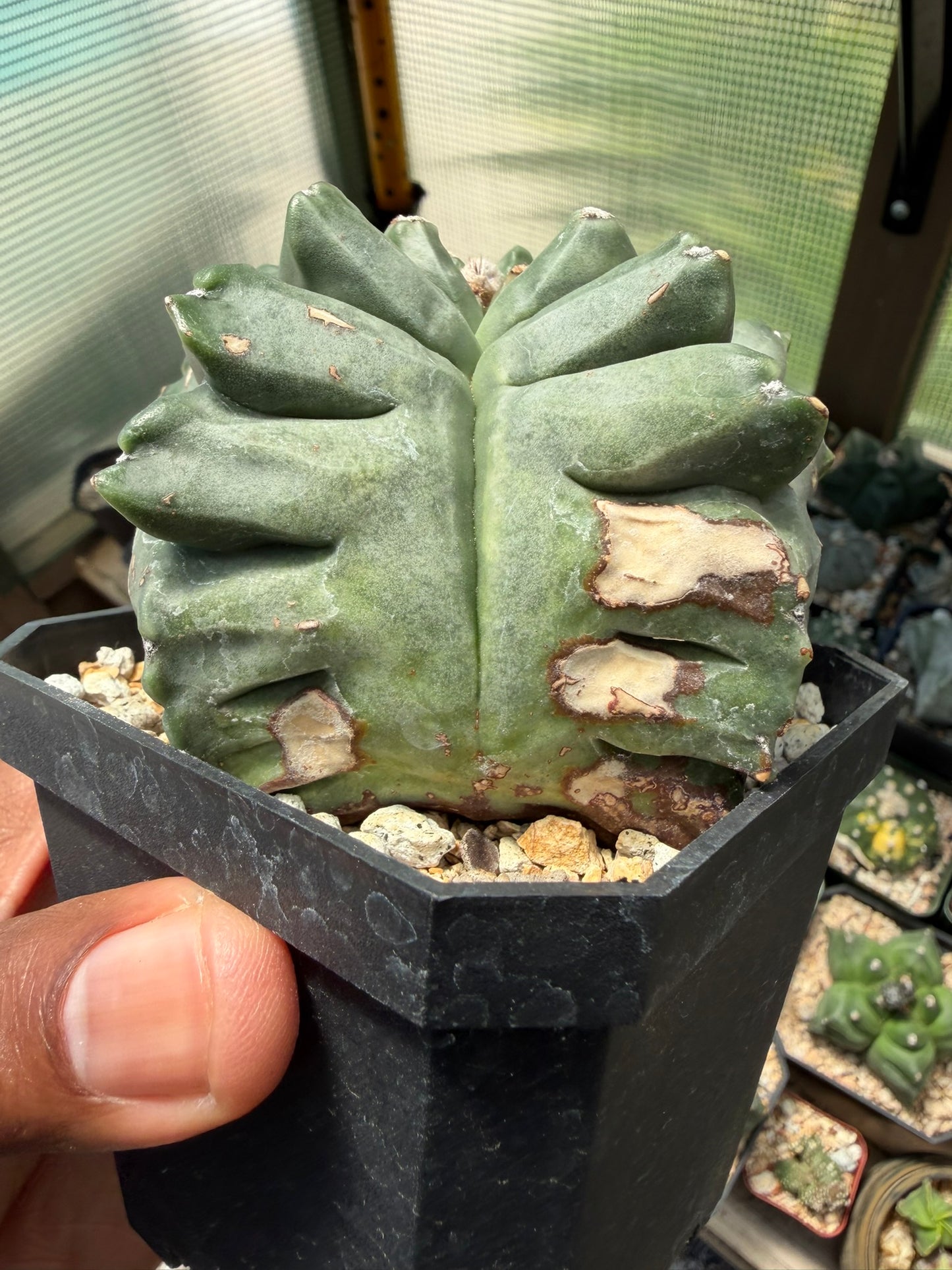 Astrophytum myriostigma Kikko