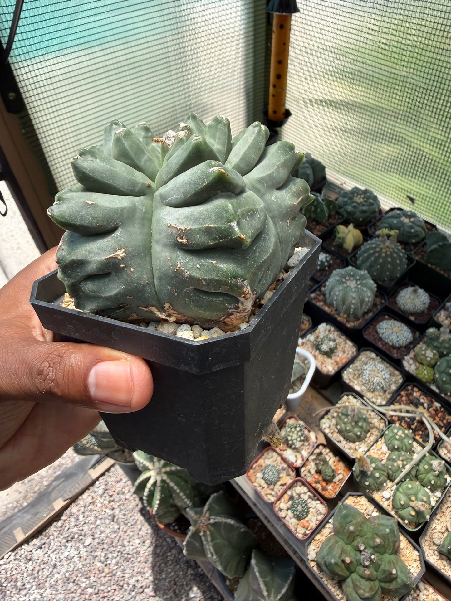 Astrophytum myriostigma Kikko