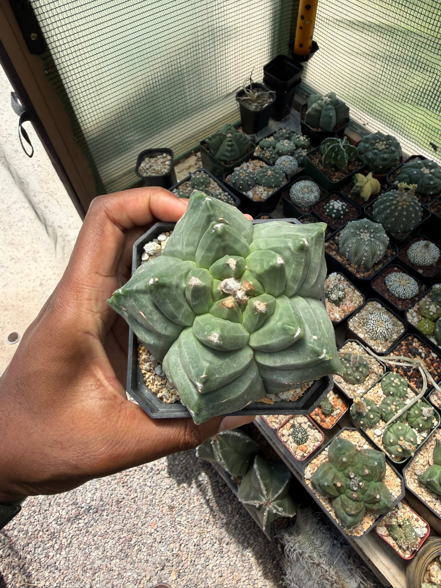 Astrophytum myriostigma Kikko