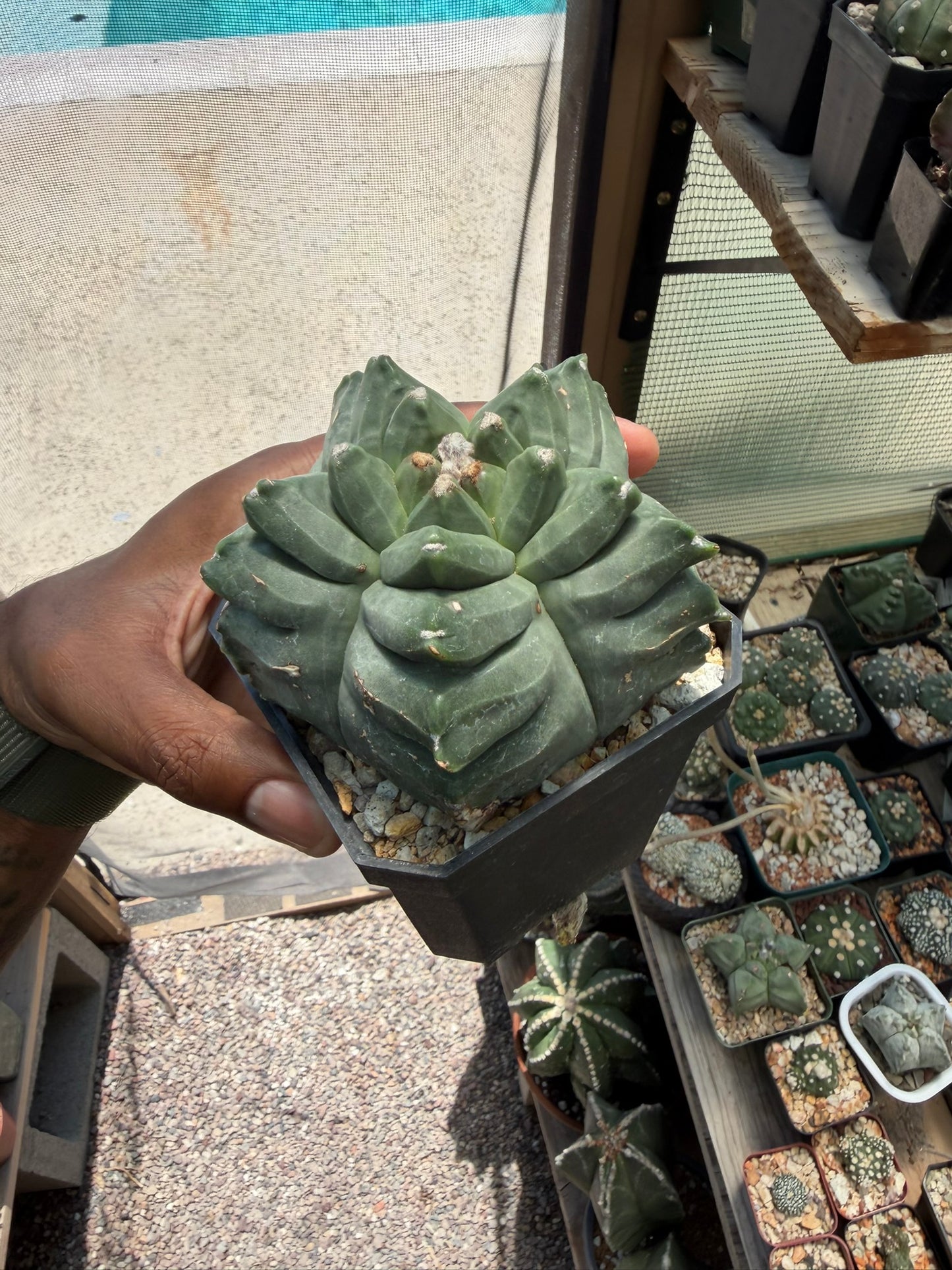 Astrophytum myriostigma Kikko