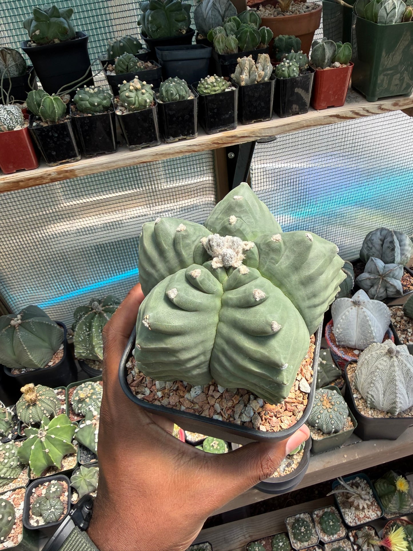 Astrophytum myriostigma Kikko