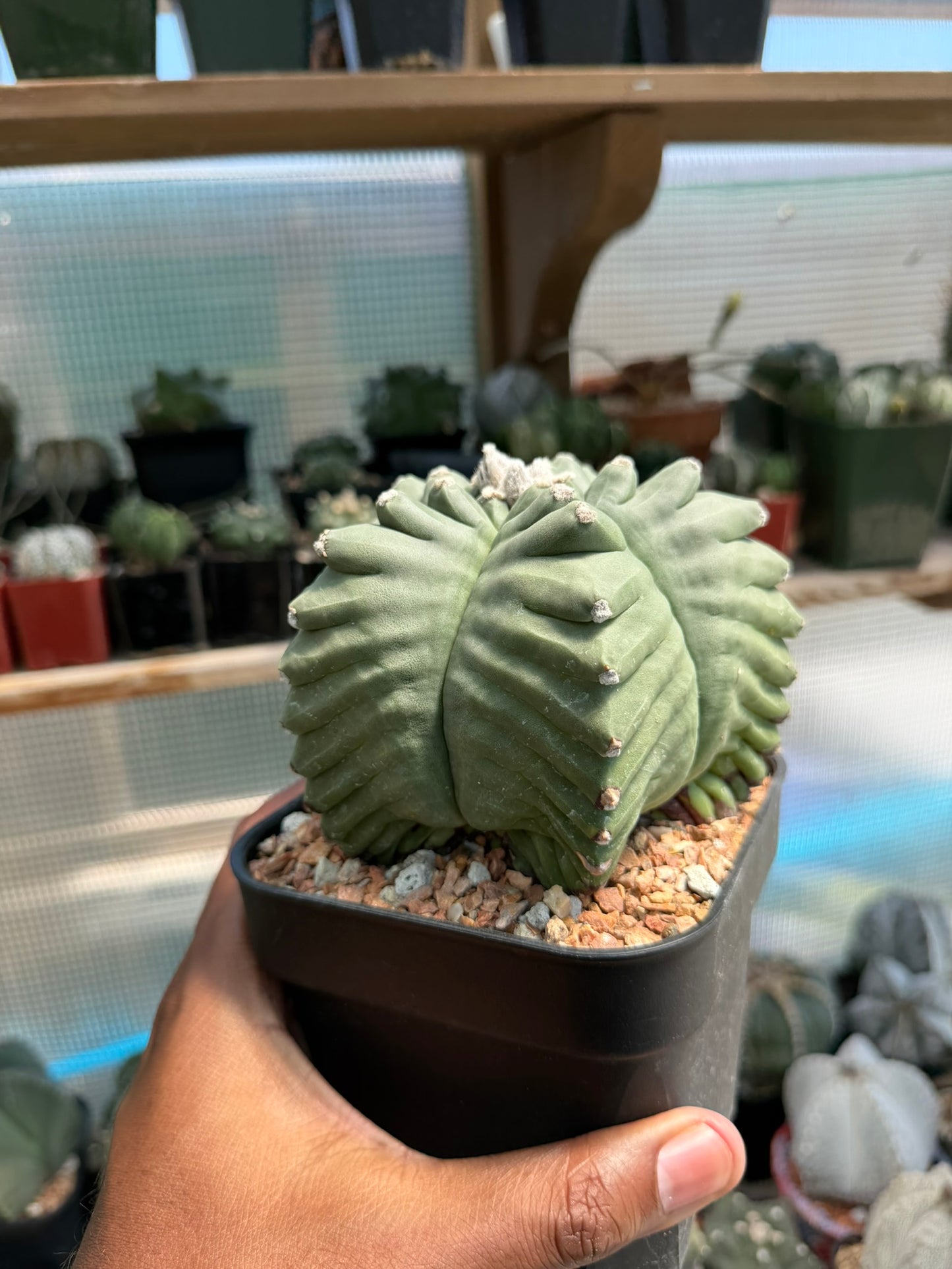 Astrophytum myriostigma Kikko