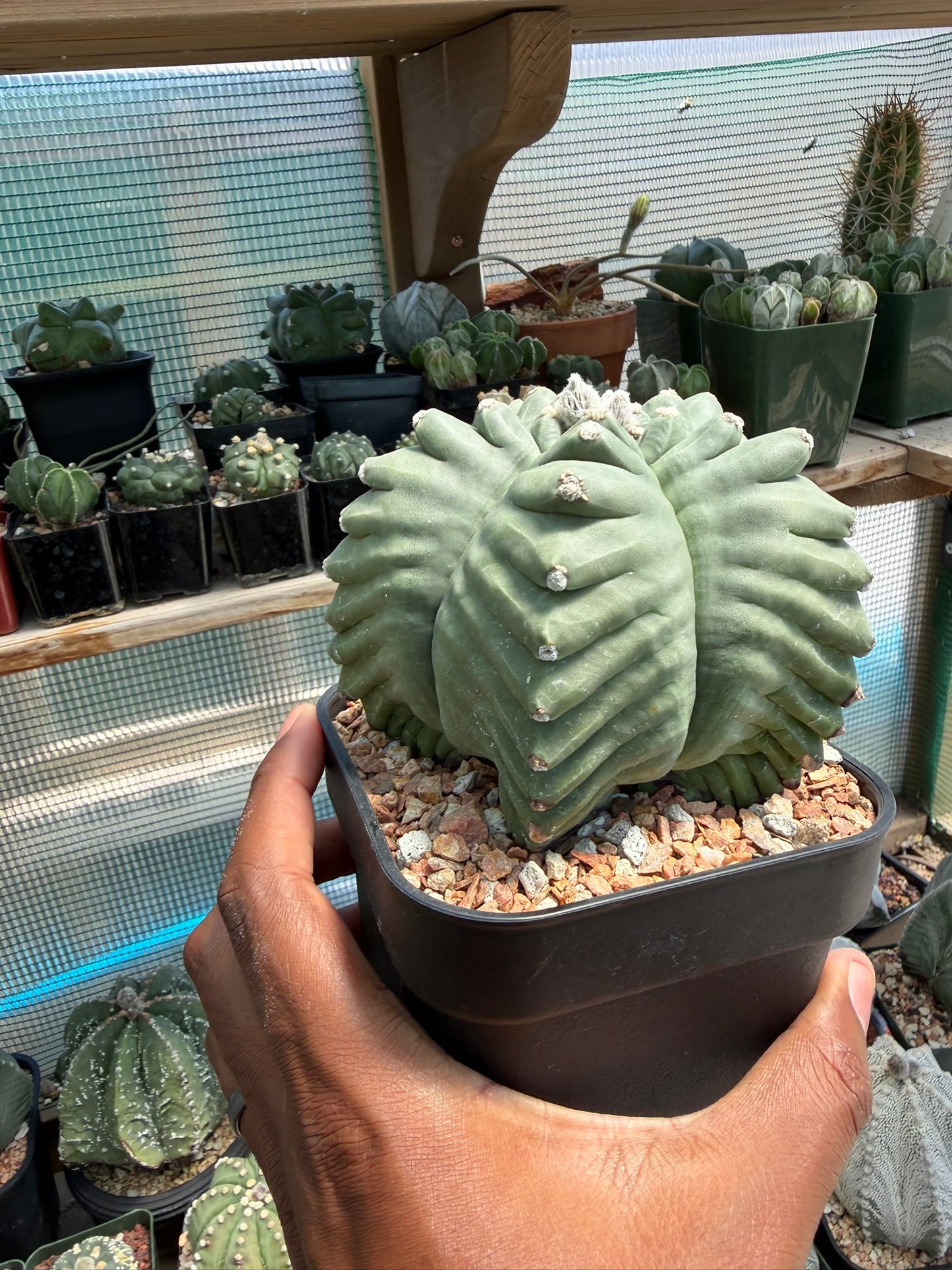 Astrophytum myriostigma Kikko
