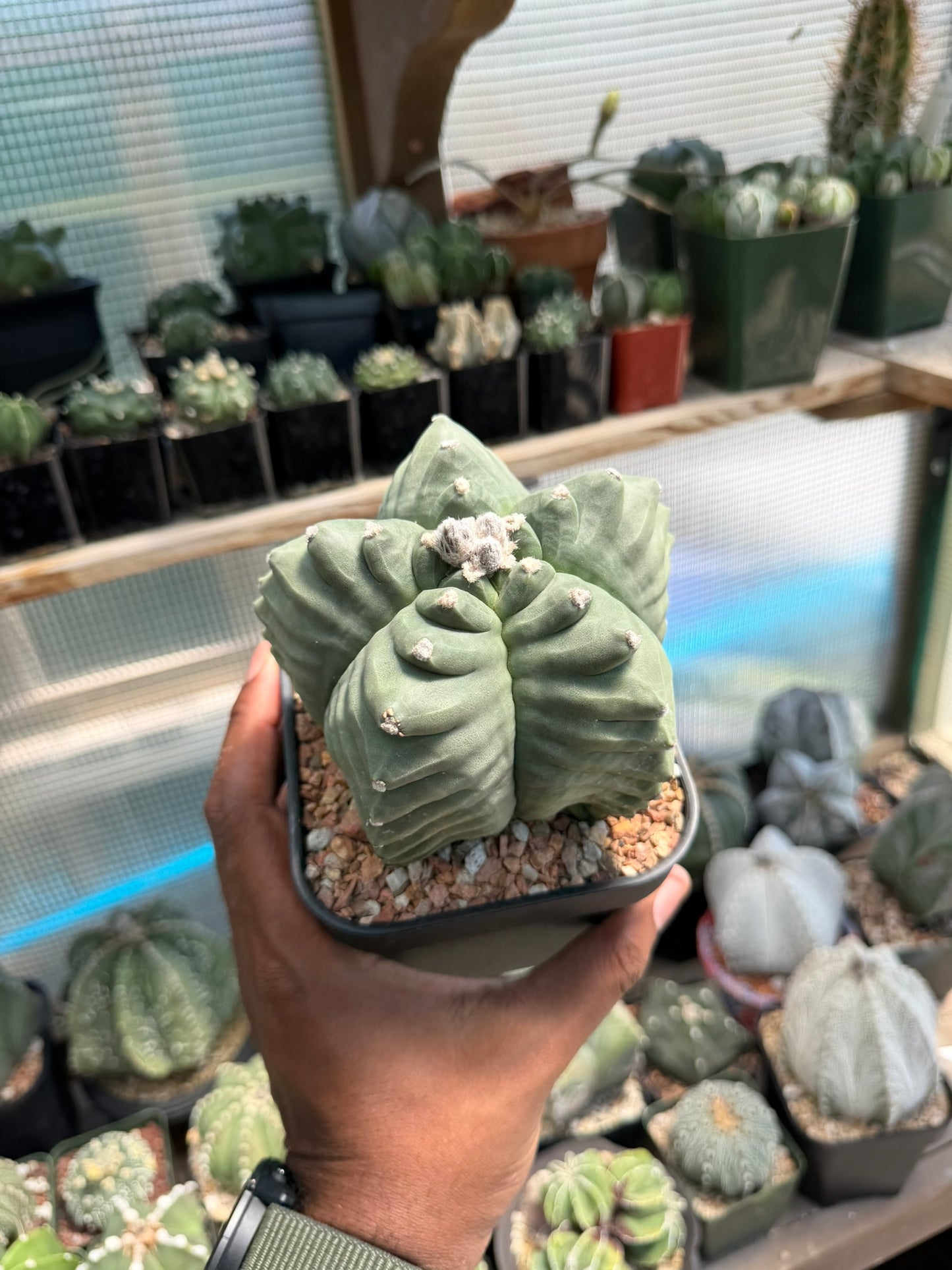 Astrophytum myriostigma Kikko
