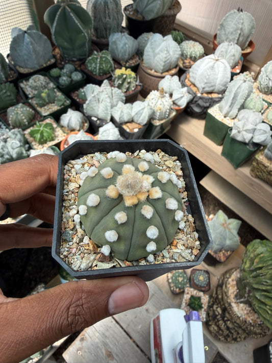 Astrophytum asterias Ooibo