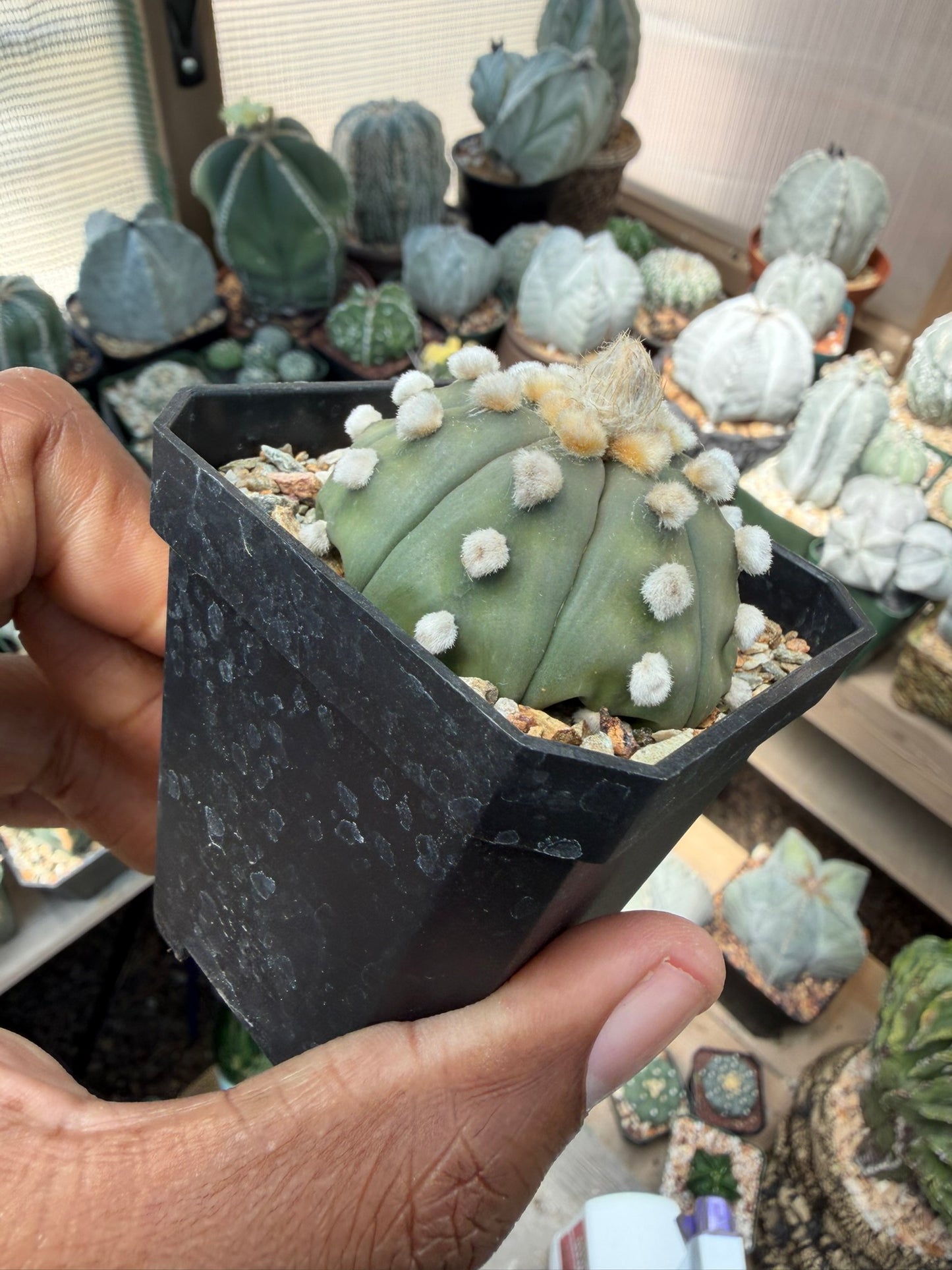 Astrophytum asterias Ooibo