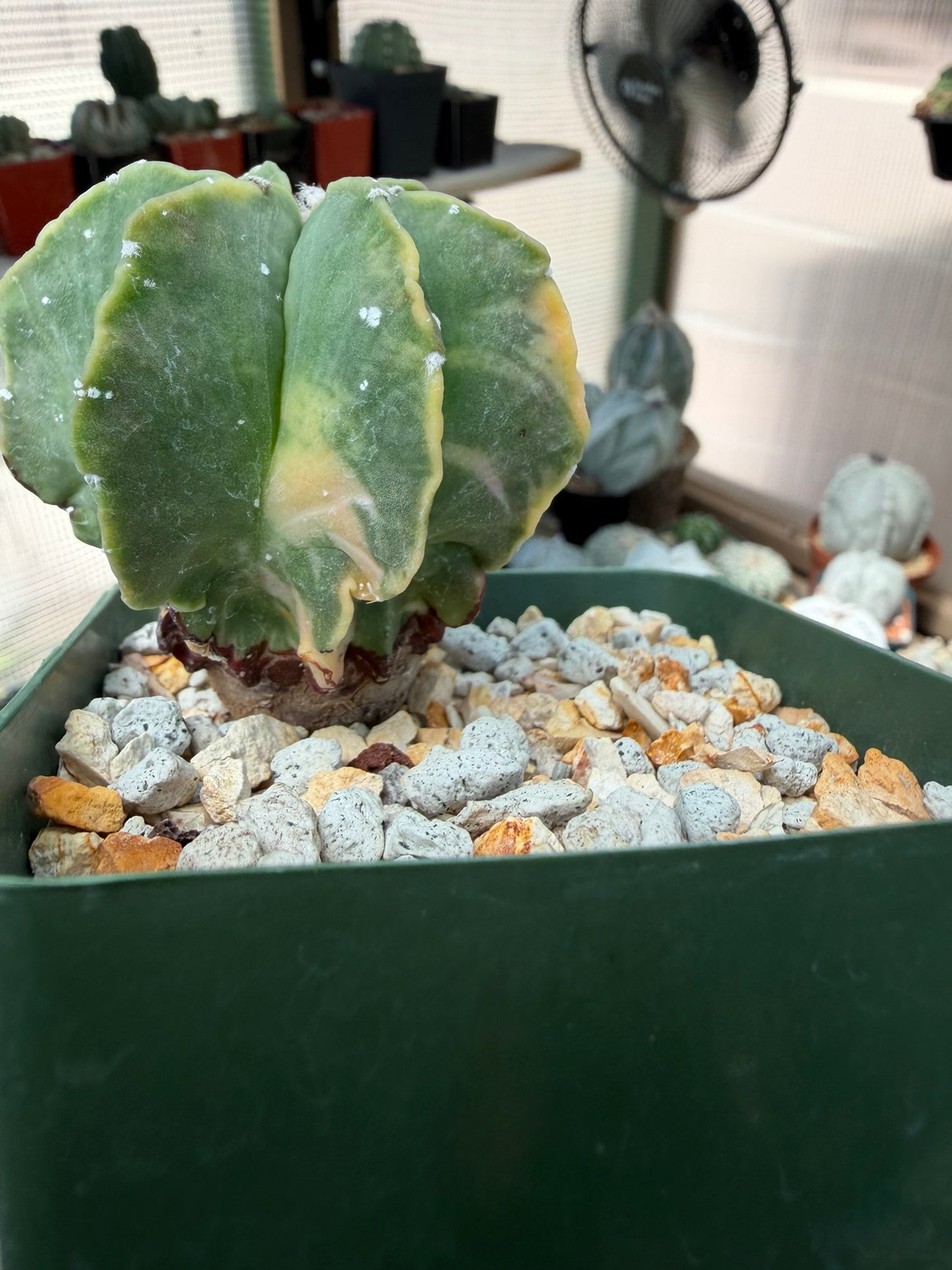 Astrophytum myriostigma Variegated