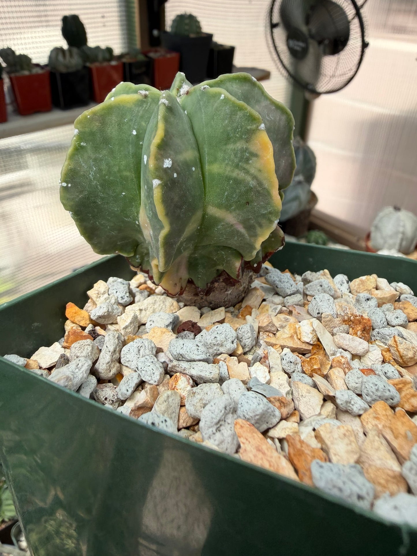 Astrophytum myriostigma Variegated