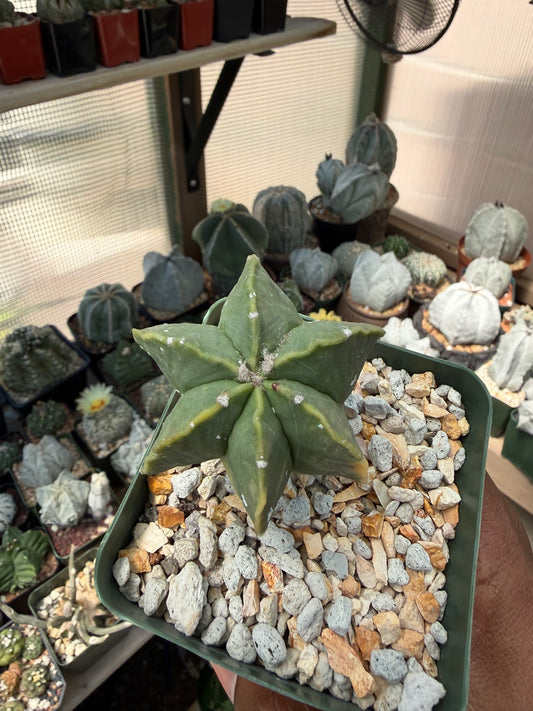 Astrophytum myriostigma Variegated