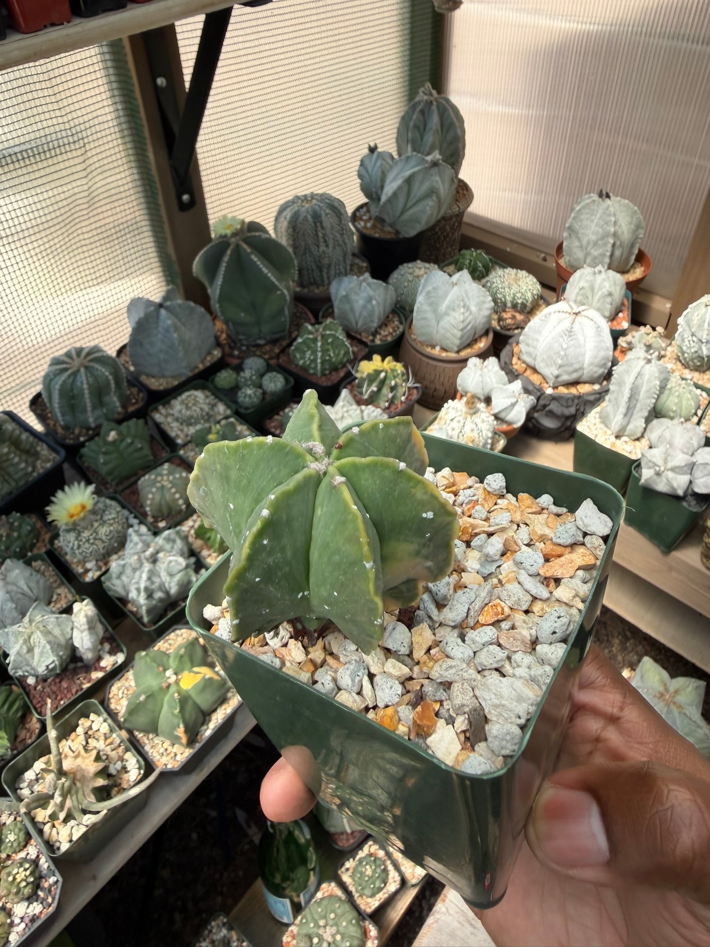 Astrophytum myriostigma Variegated