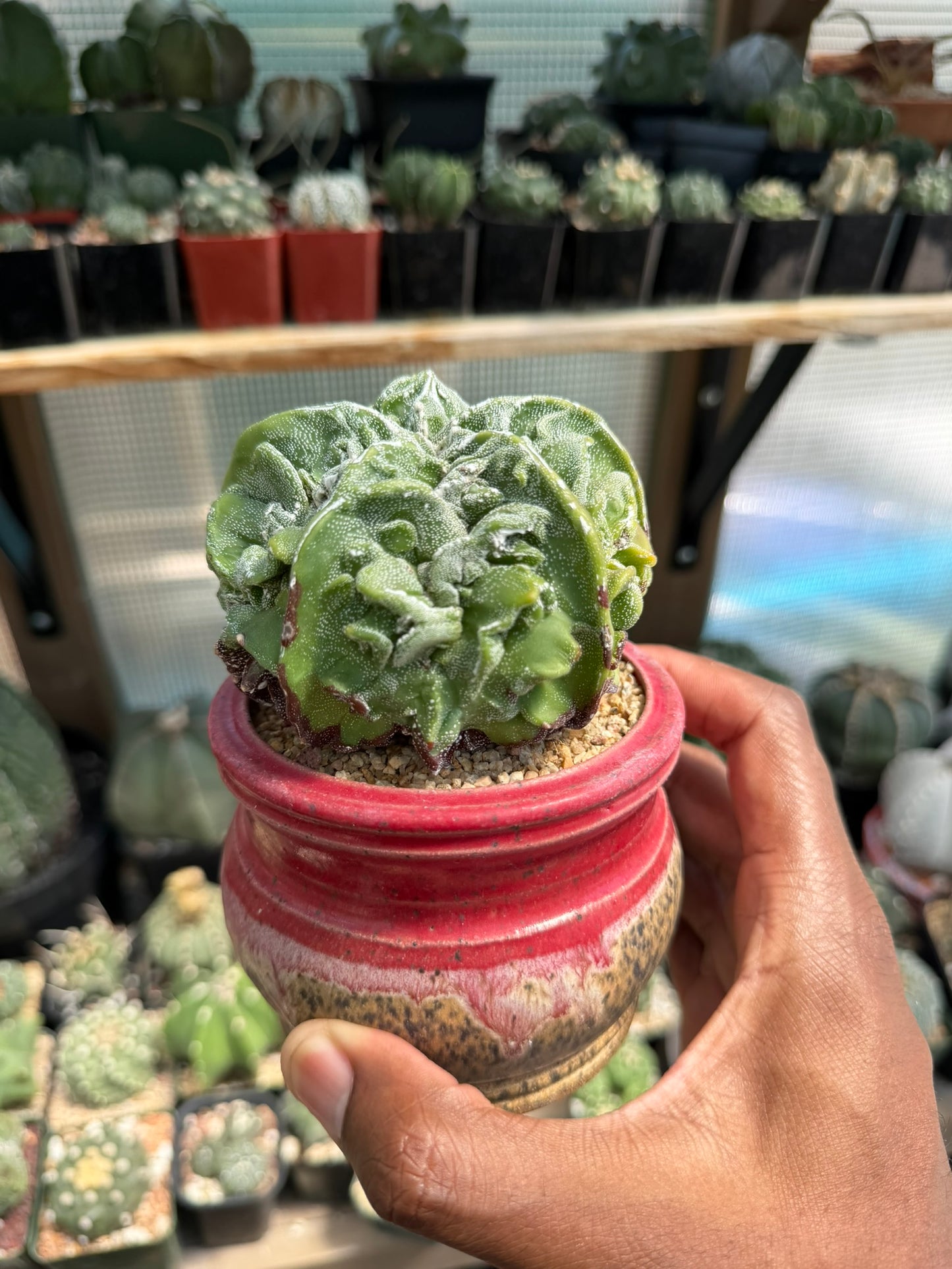 Astrophytum myriostigma Fukuryu