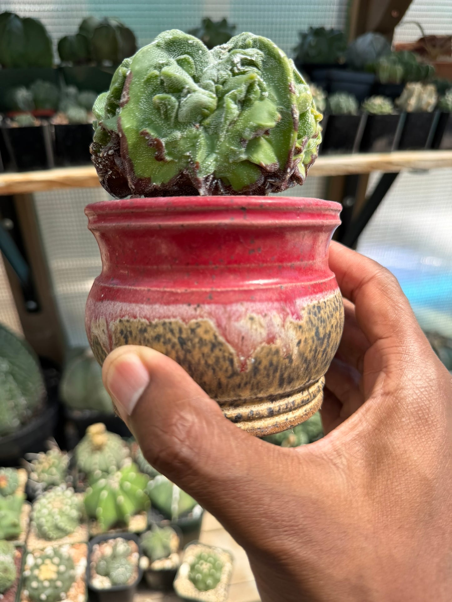 Astrophytum myriostigma Fukuryu