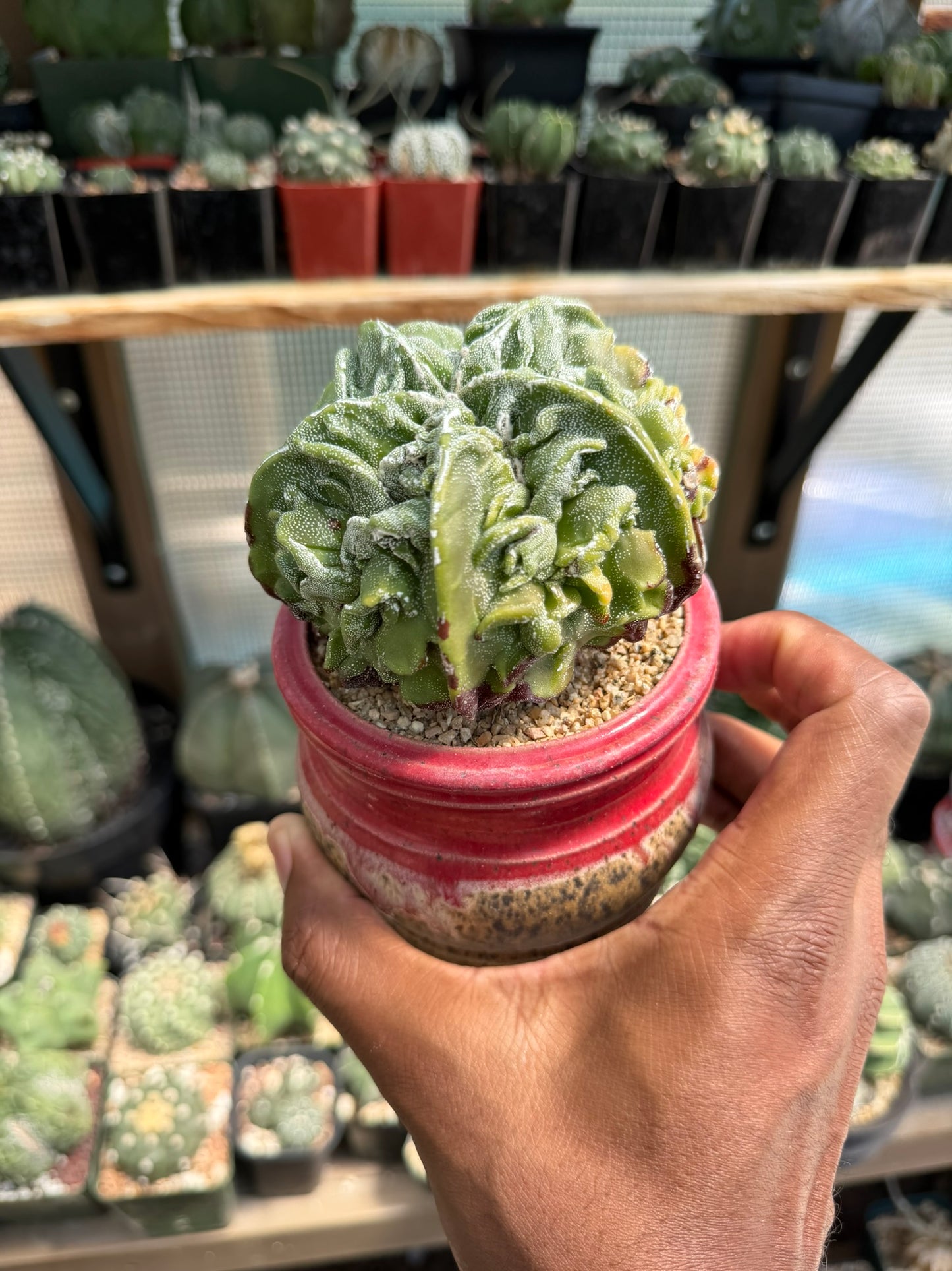 Astrophytum myriostigma Fukuryu
