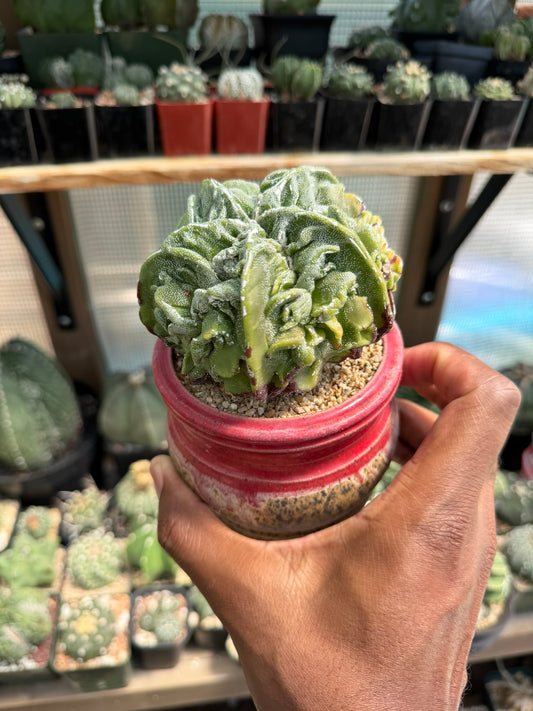 Astrophytum myriostigma Fukuryu