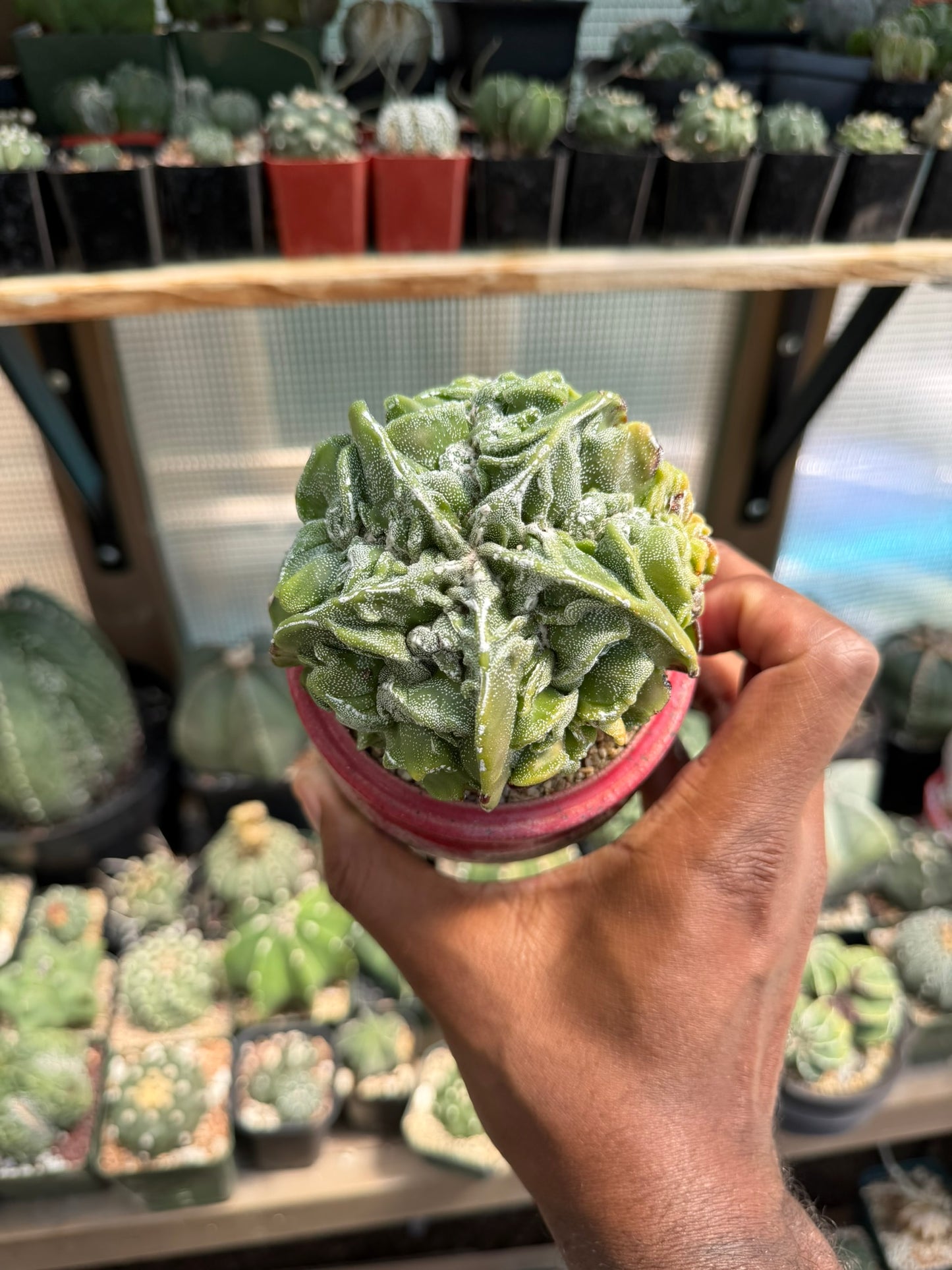 Astrophytum myriostigma Fukuryu