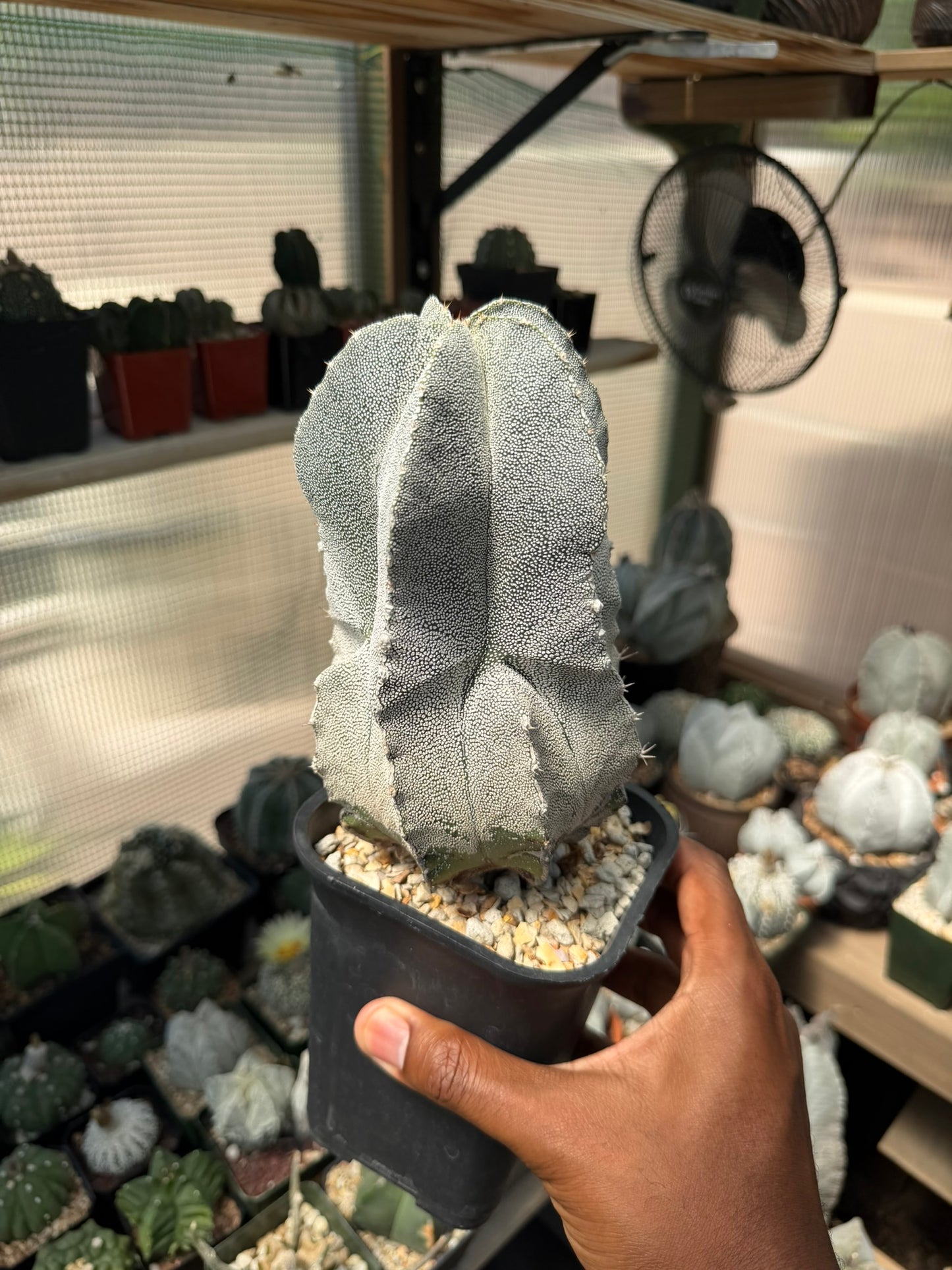 Astrophytum myriostigma Onzuka