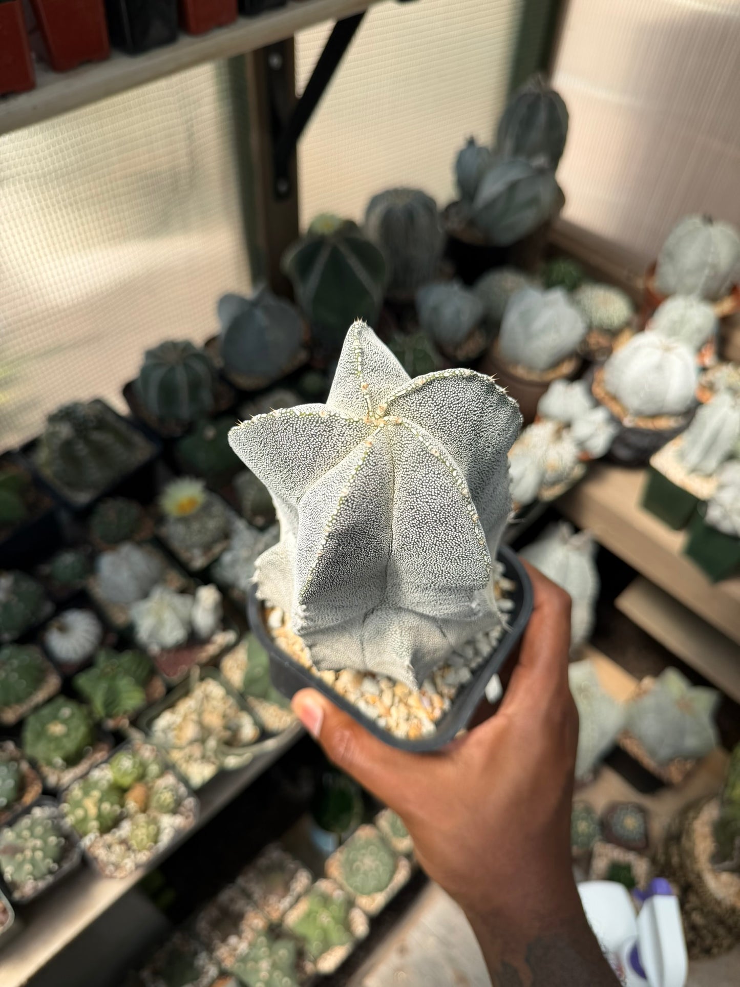 Astrophytum myriostigma Onzuka